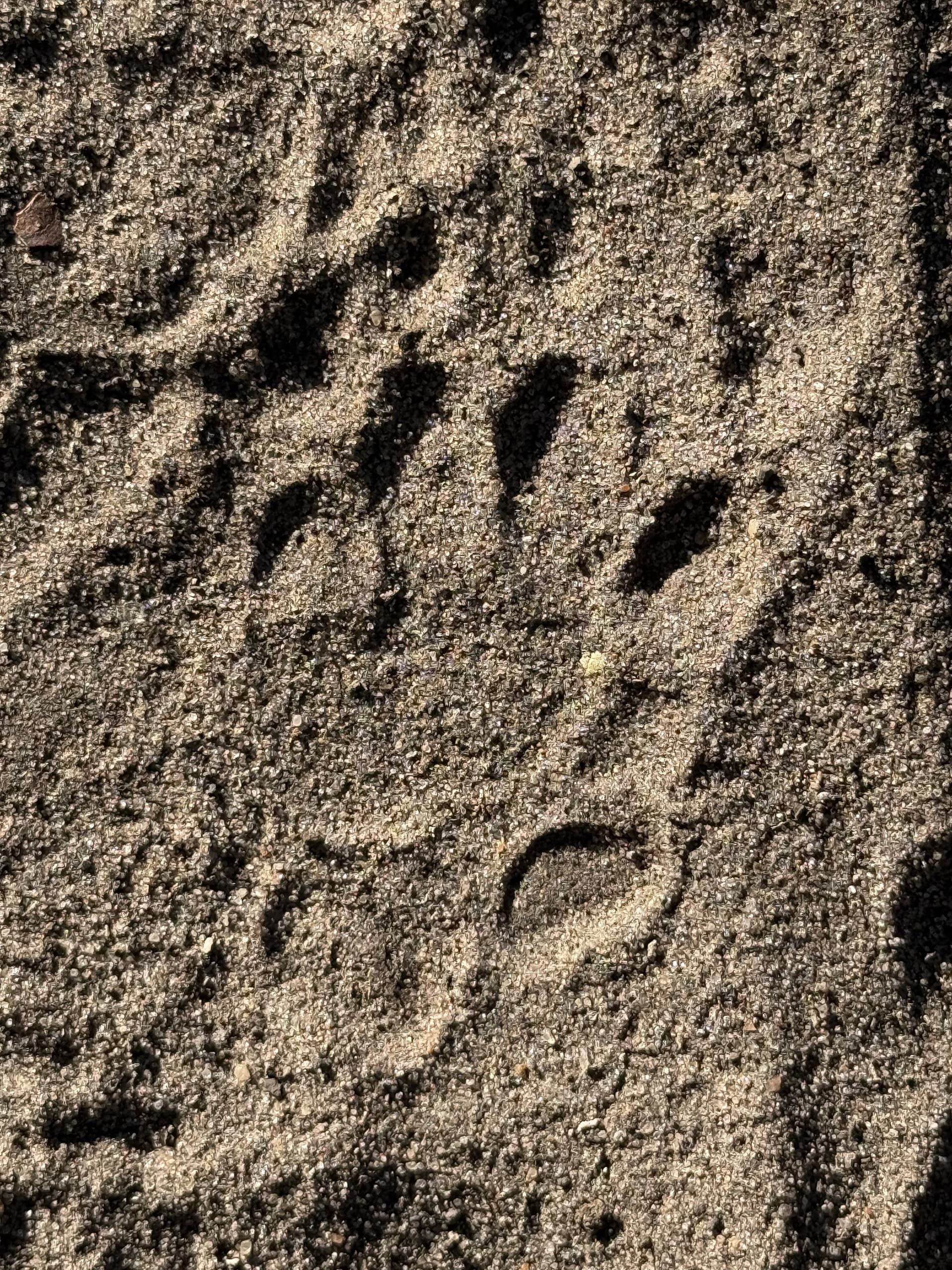 Close-up of an animal paw print pressed into the sandy ground in the Okavango Delta.