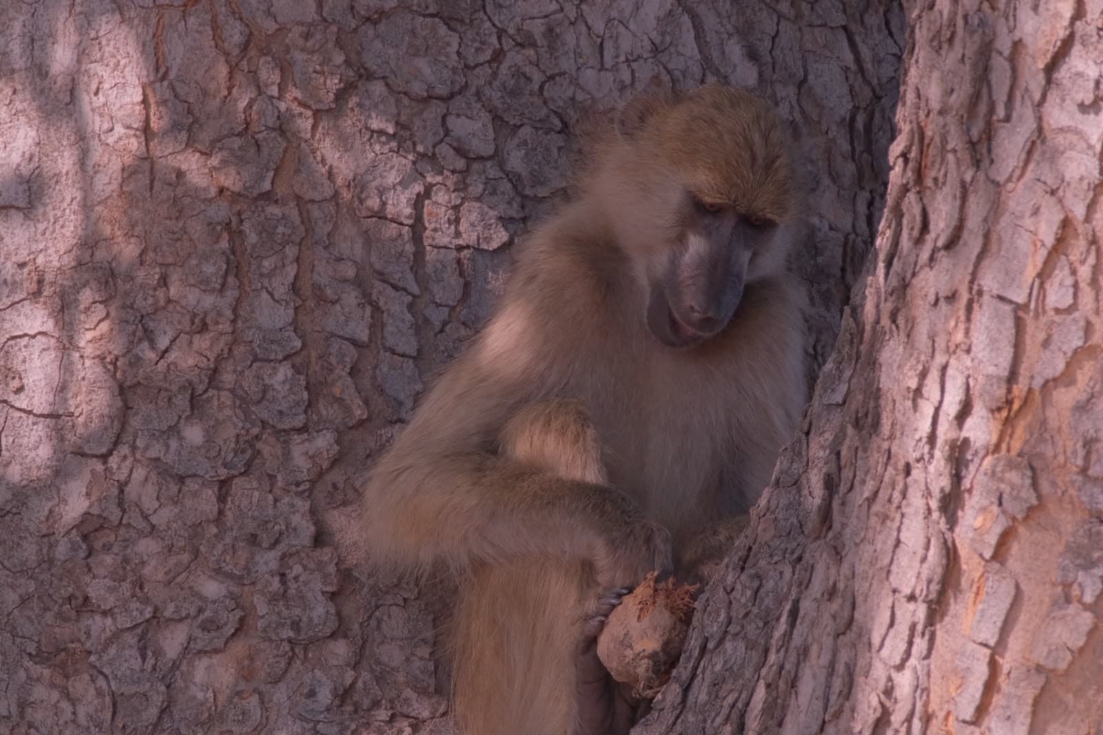 Baboon perched in the fork of a tree trunk dappled in afternoon light