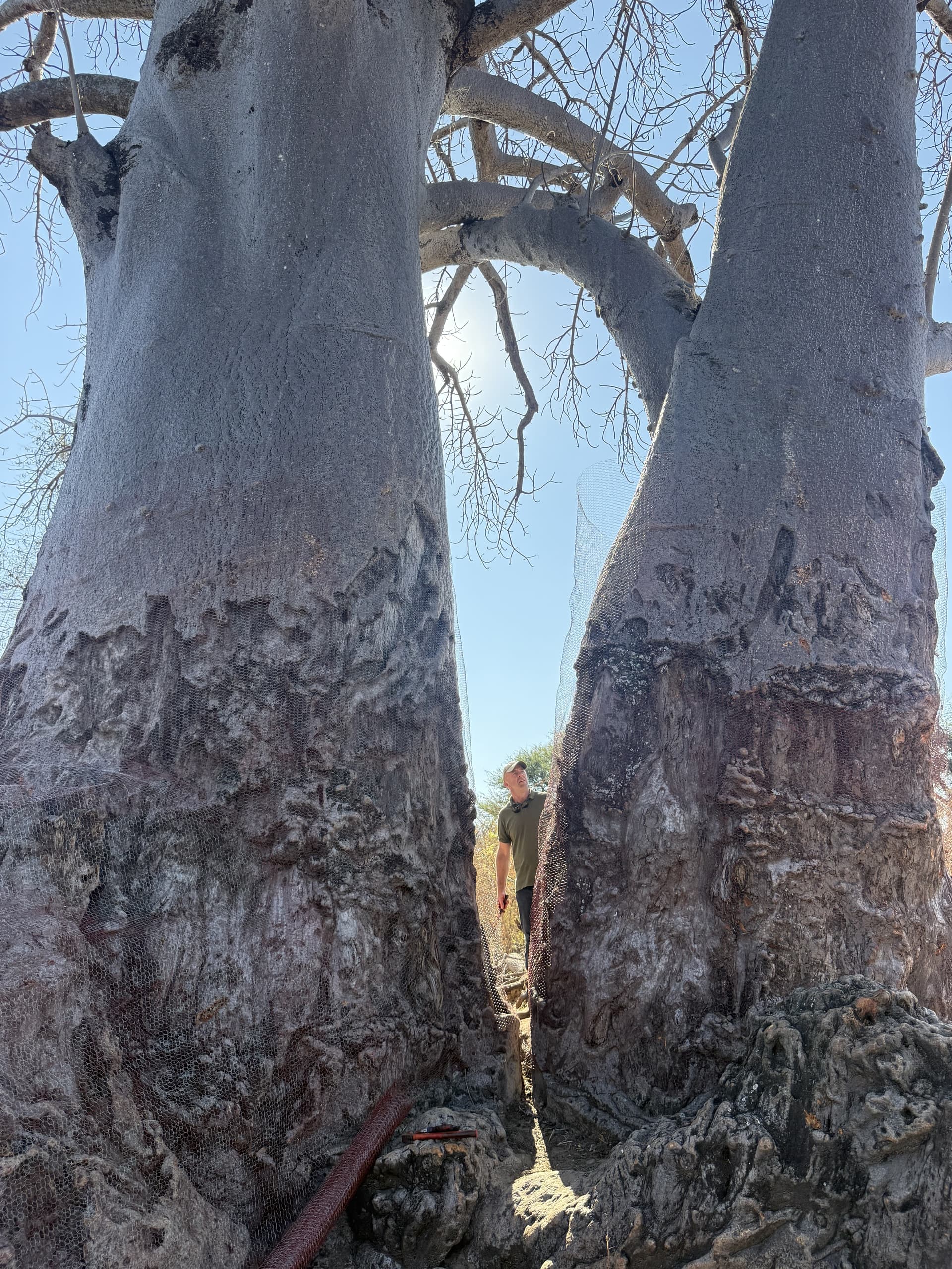 A person stands between two towering baobab trunks that frame a natural archway of branches in the Okavango Delta.
