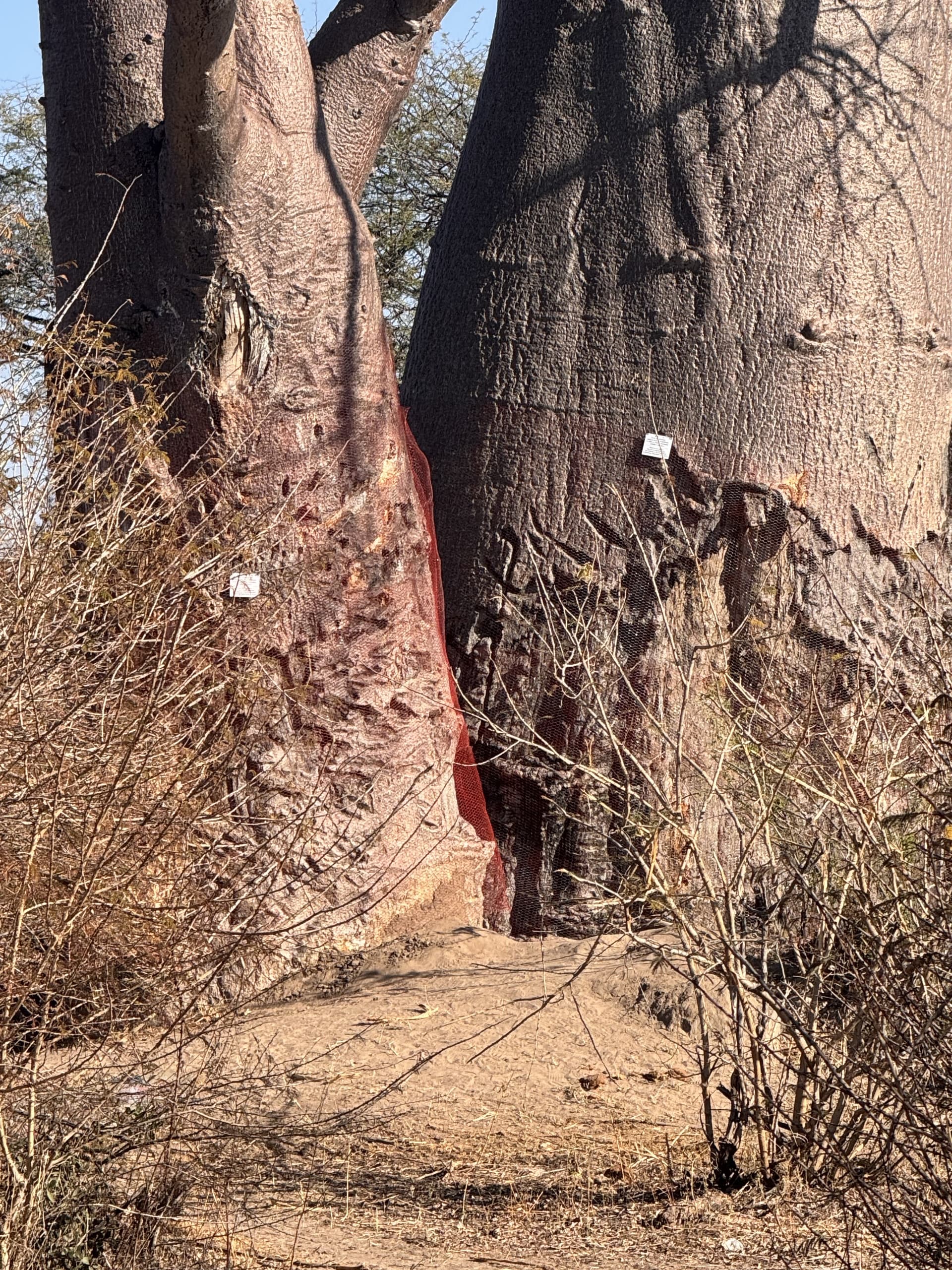 Close-up of scarred bark on an ancient baobab tree trunk, marked with research tags, in the Okavango Delta.