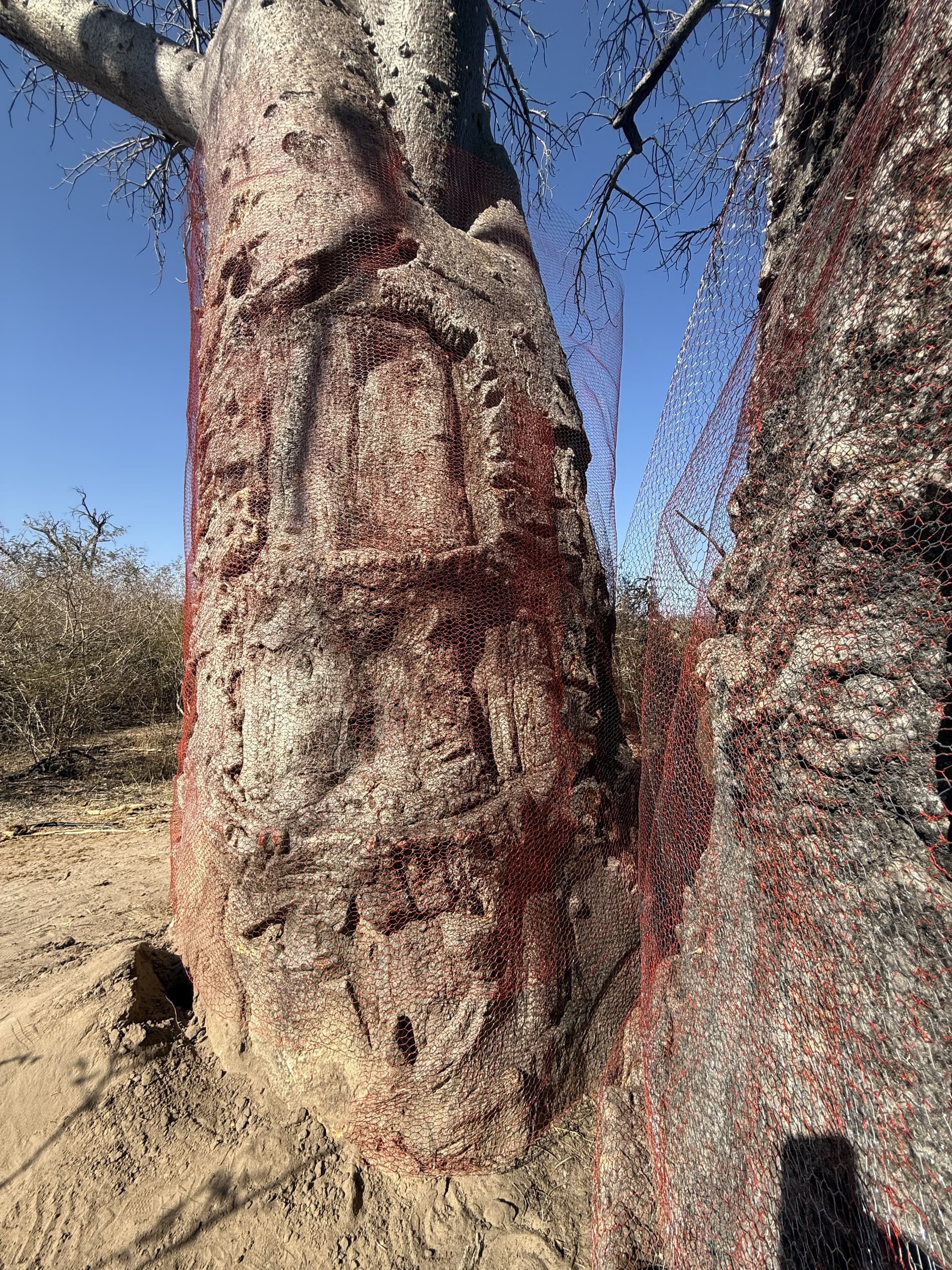 Close-up of deeply scarred, ring-barked bark on an ancient baobab trunk in the Okavango Delta.