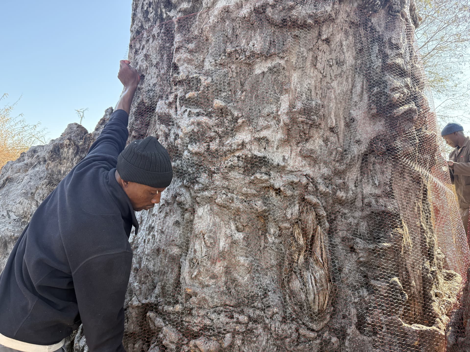 Two staff members working together to secure protective netting around a baobab trunk in the Okavango Delta.