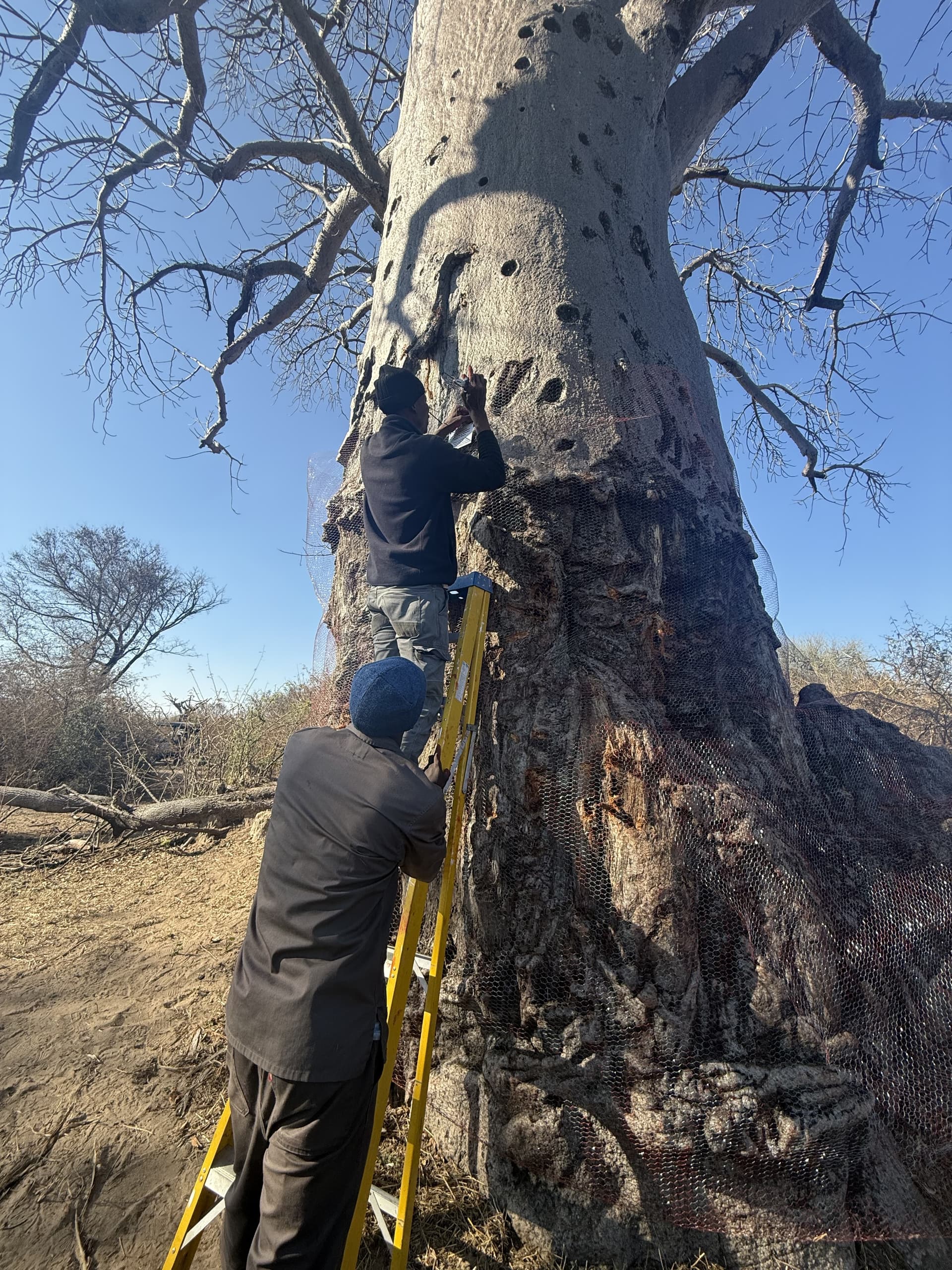 Two staff members climb a ladder to inspect and protect a giant, hole-riddled baobab trunk at Samonyana Private Island.