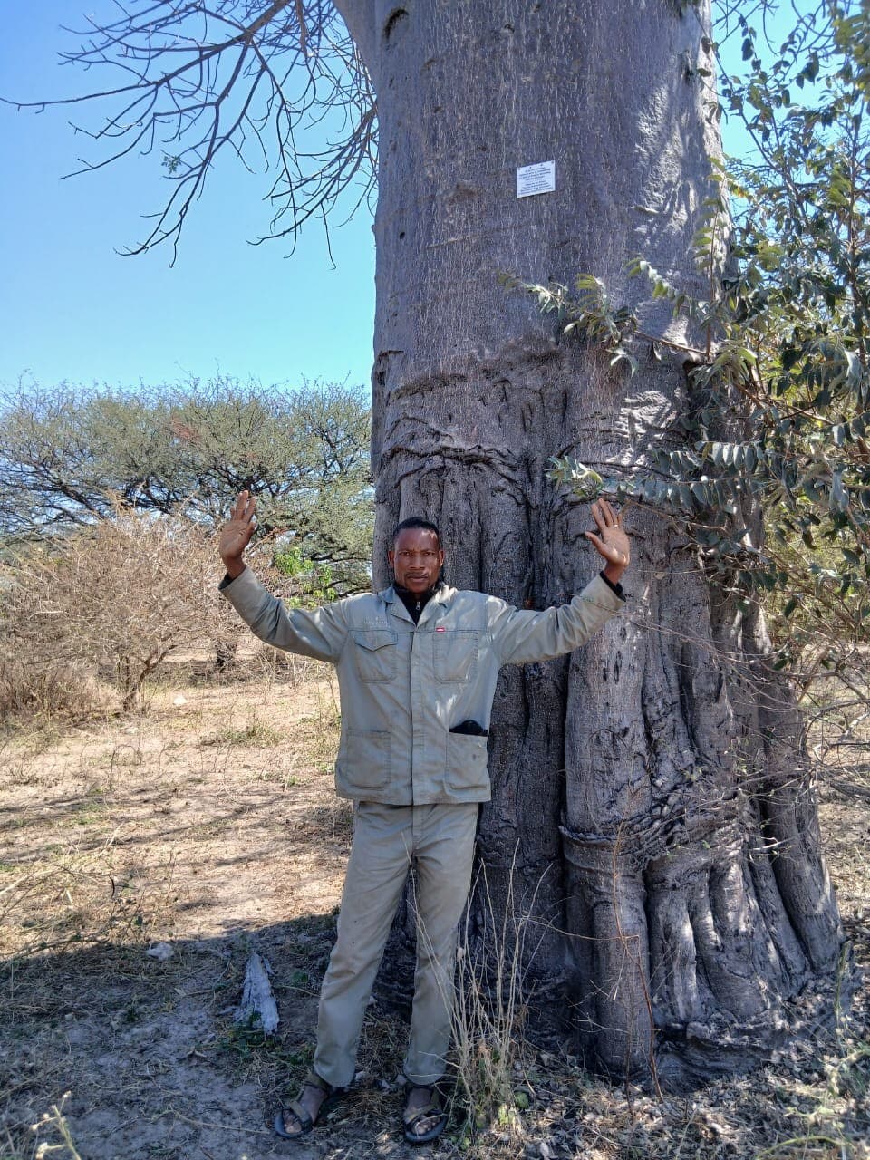 Guide standing with arms outstretched against the towering trunk of a baobab tree in the Okavango Delta