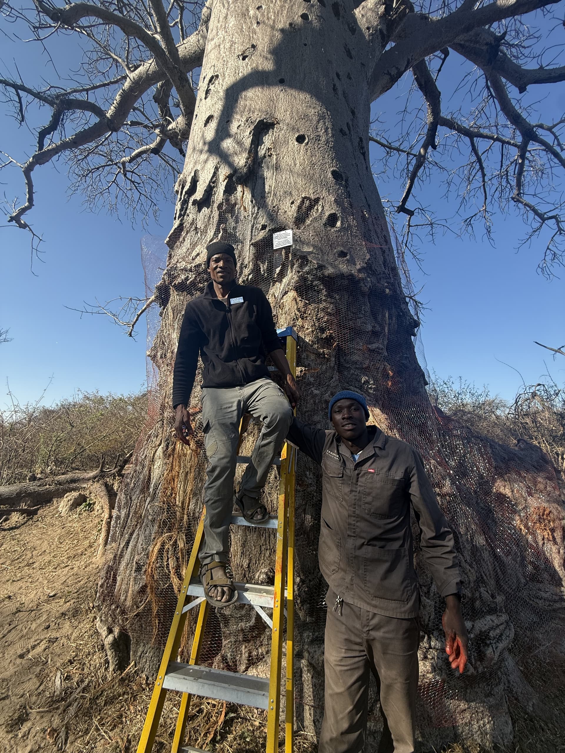 Two staff members pose on a ladder in front of a massive baobab trunk pitted with large holes at Samonyana Private Island.