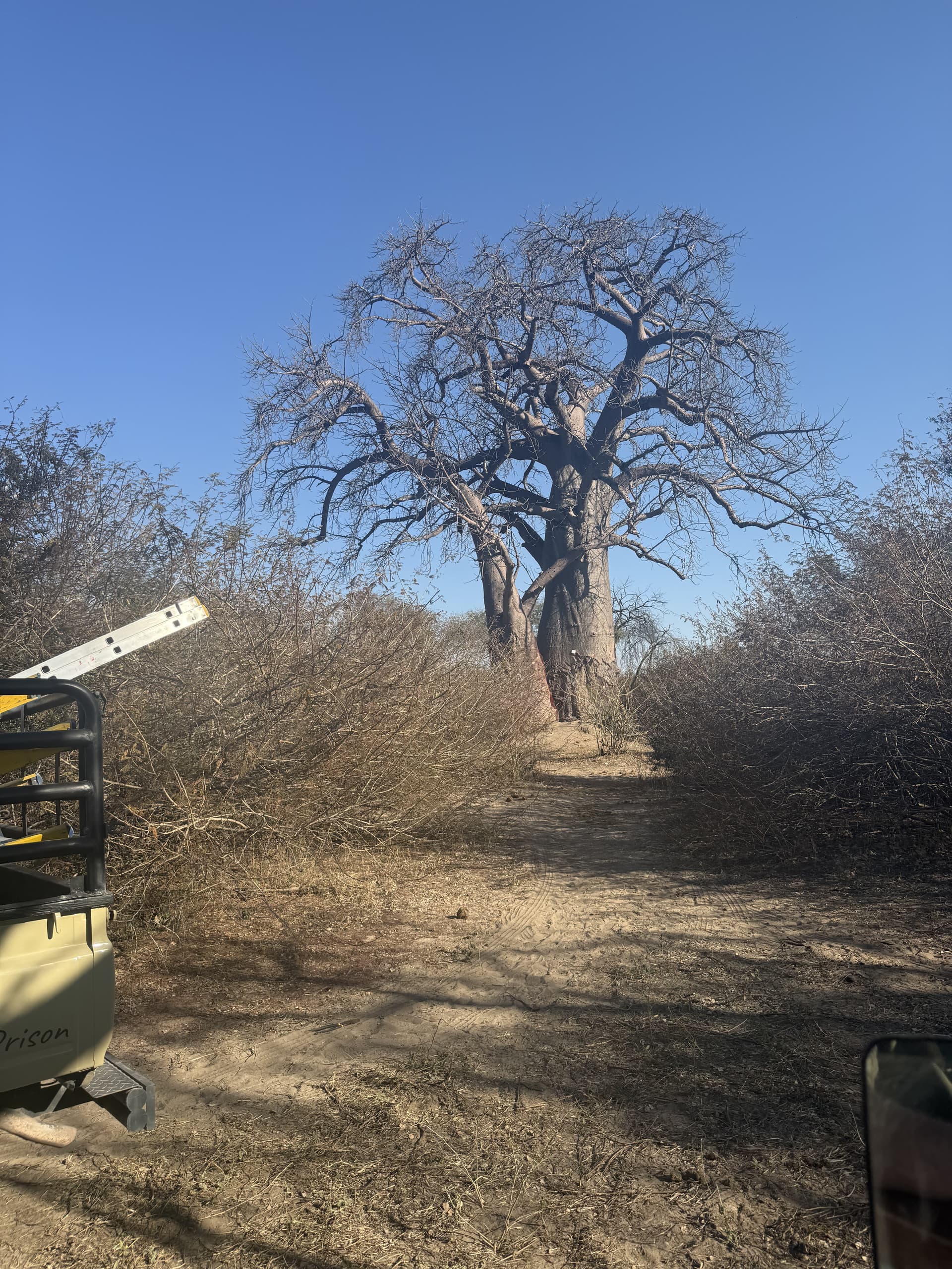 Solitary baobab tree along a sandy game-drive track in the Okavango Delta.