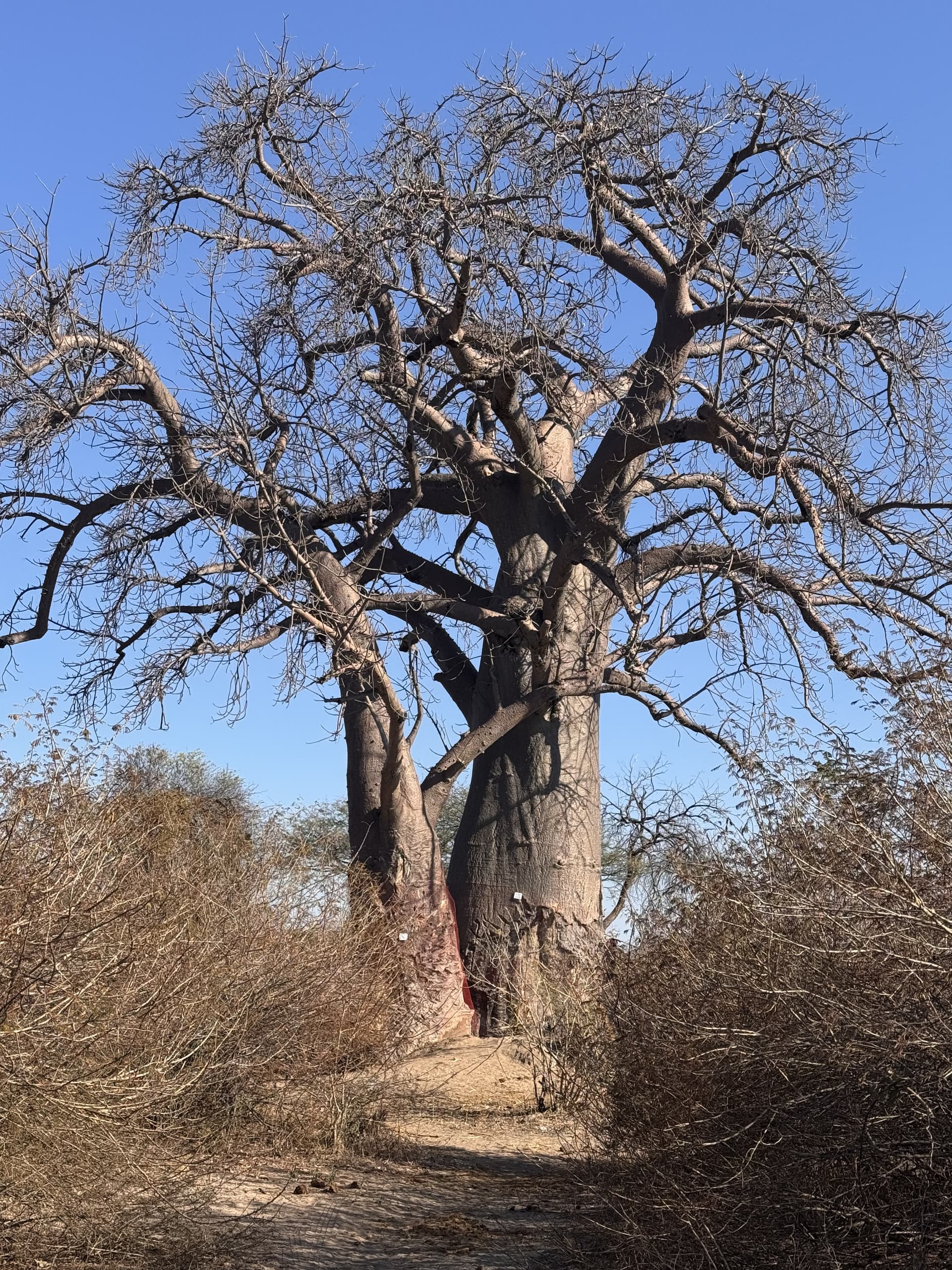 Towering baobab tree along a sandy bush path in the Okavango Delta.