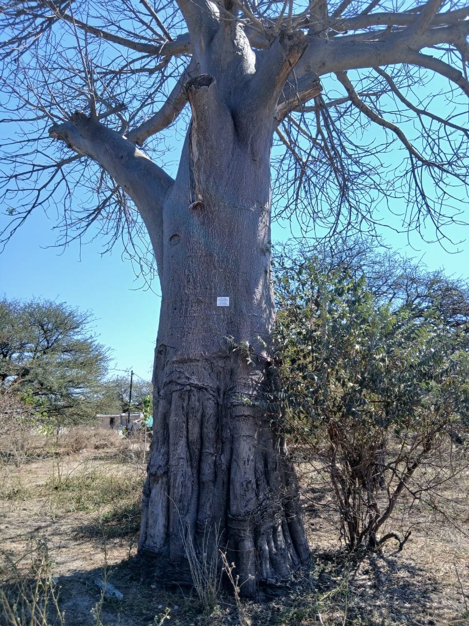 Mature baobab tree with sprawling buttress roots and bare branches against a blue sky near Samonyana