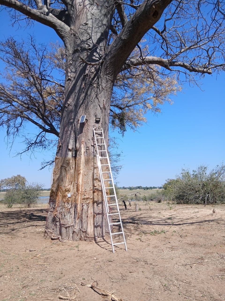 Towering baobab tree with a ladder propped against its trunk under a clear blue sky in the Okavango Delta