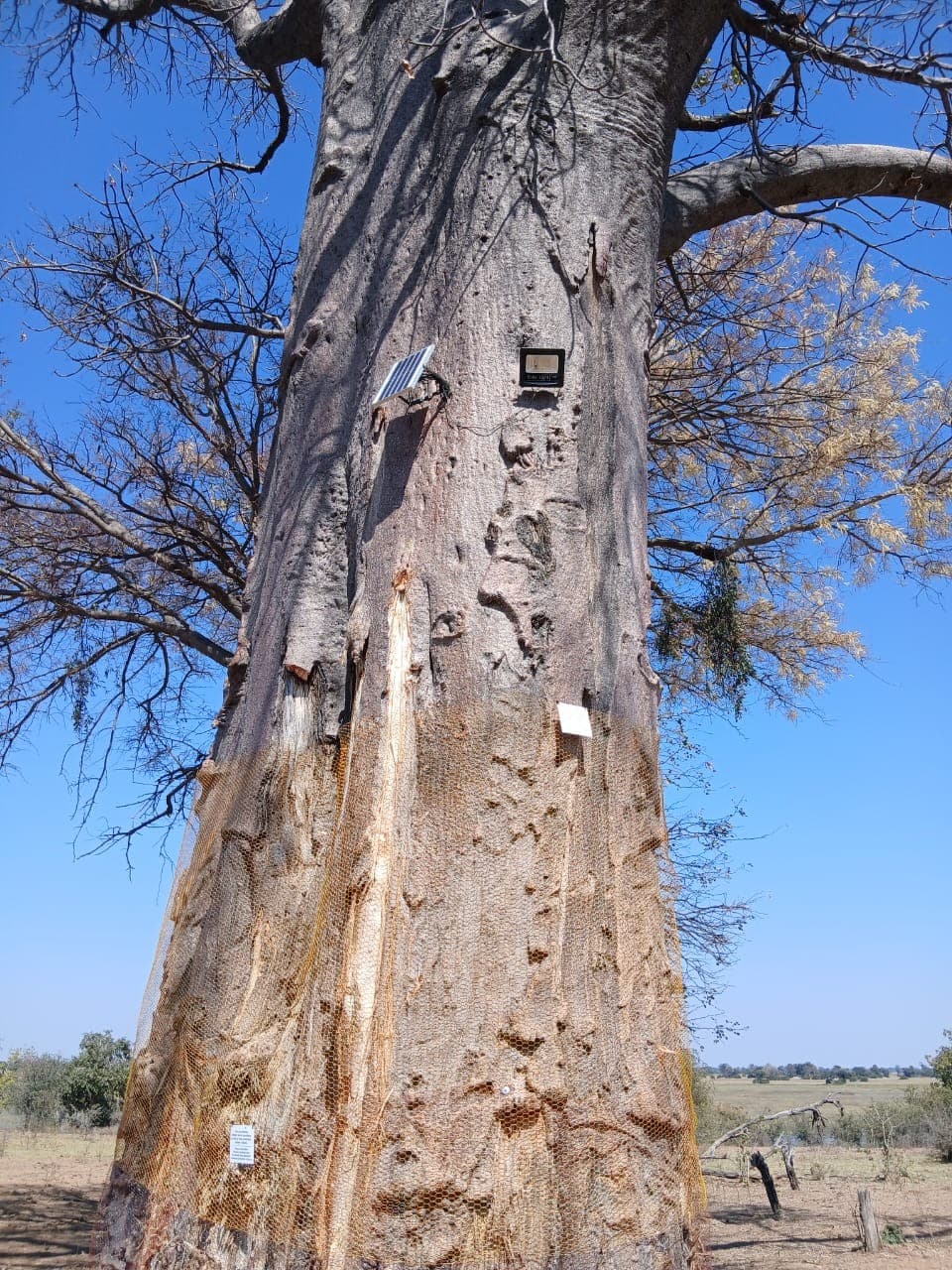 Baobab tree trunk wrapped in protective mesh with monitoring equipment attached against a clear sky