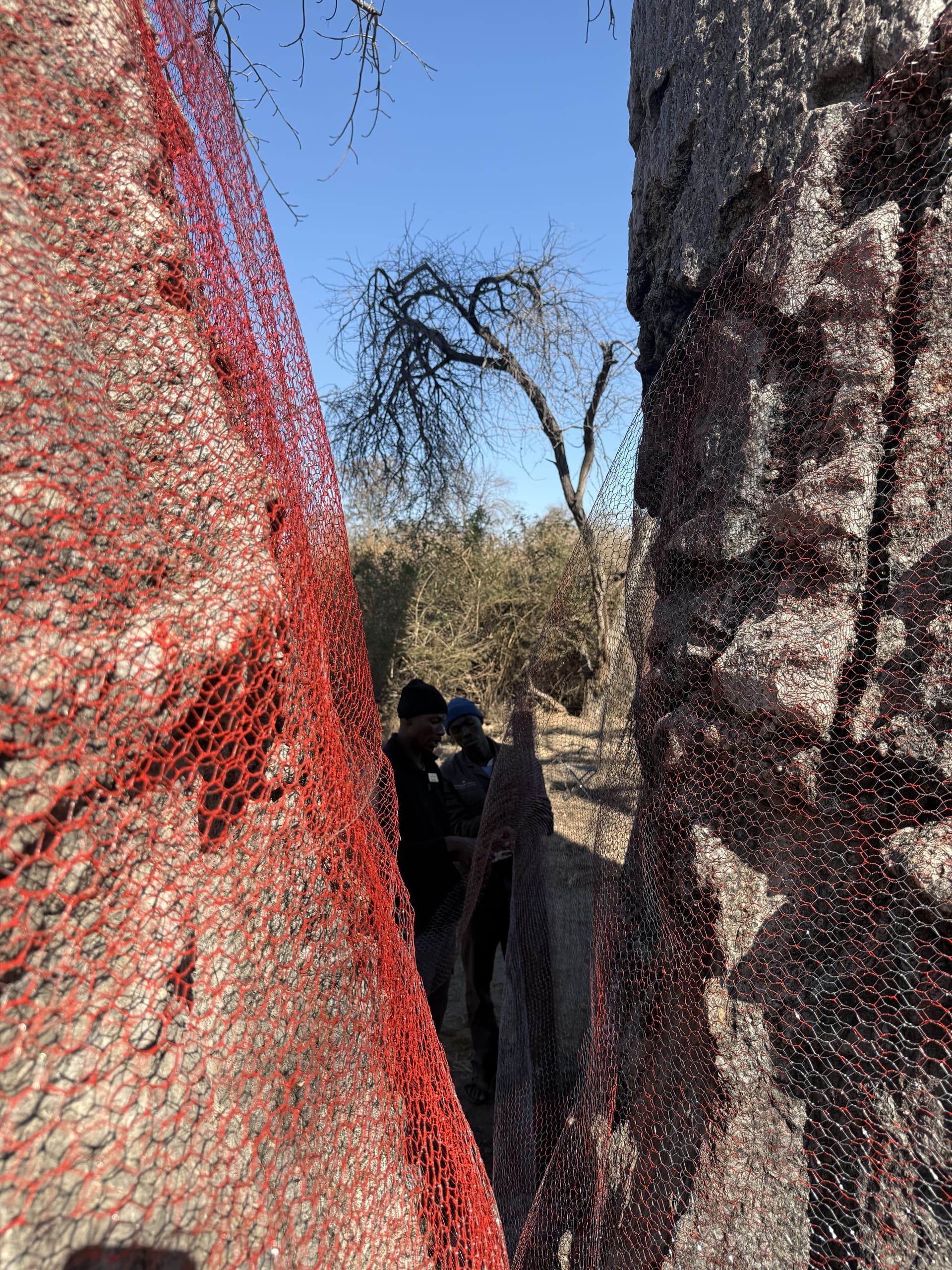 A narrow gap between two baobab trunks wrapped in bright orange protective netting in the Okavango Delta.