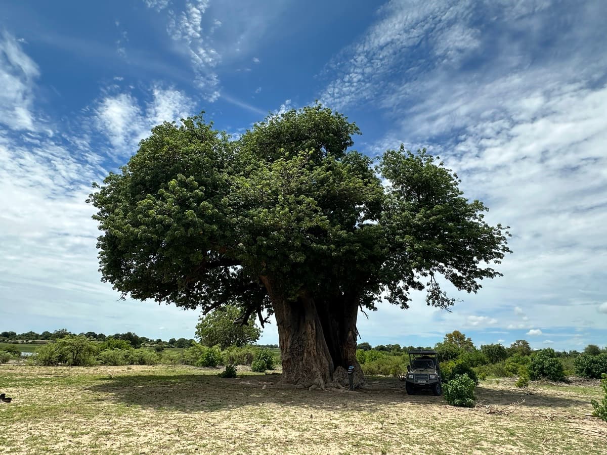 Massive ancient baobab tree with 4x4 vehicle for scale on Samonyana Island