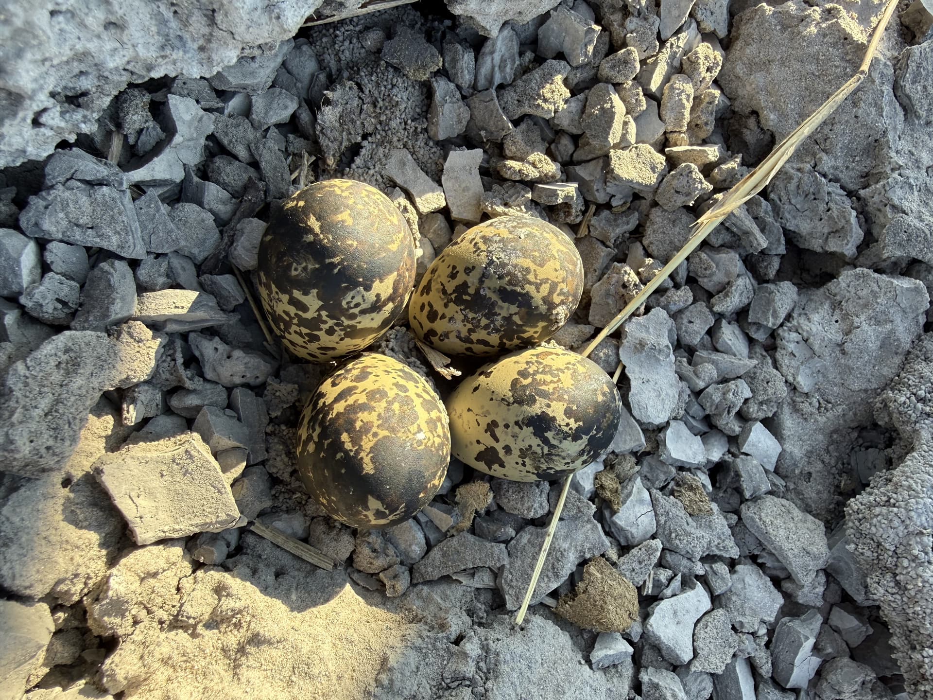 Speckled bird eggs camouflaged in a ground nest among stones in the Okavango Delta.