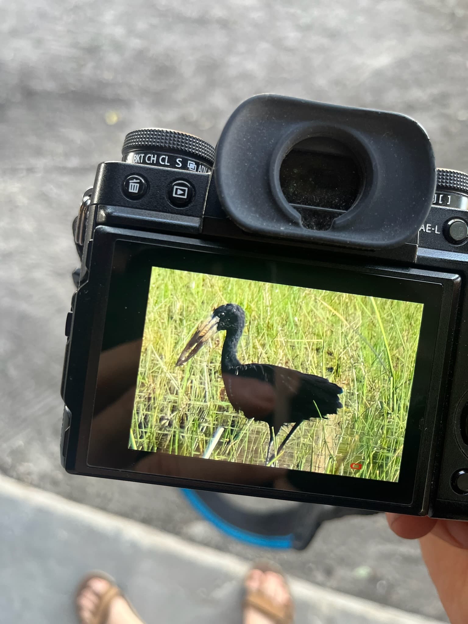 Mass of waterbirds and waders on the Okavango Delta floodplain