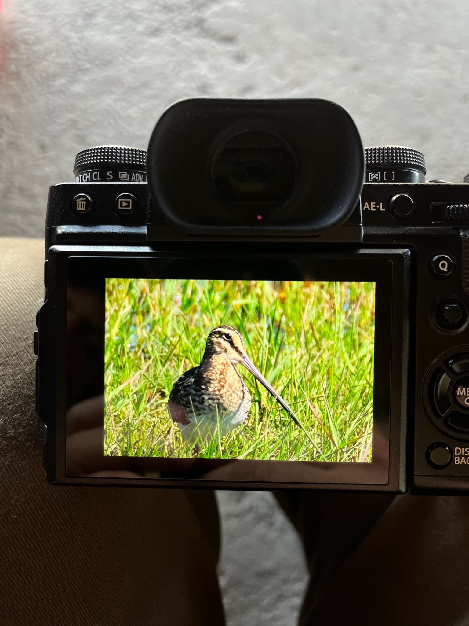 Bird paradise — a spectacle of waterbirds on the Okavango Delta at Samonyana