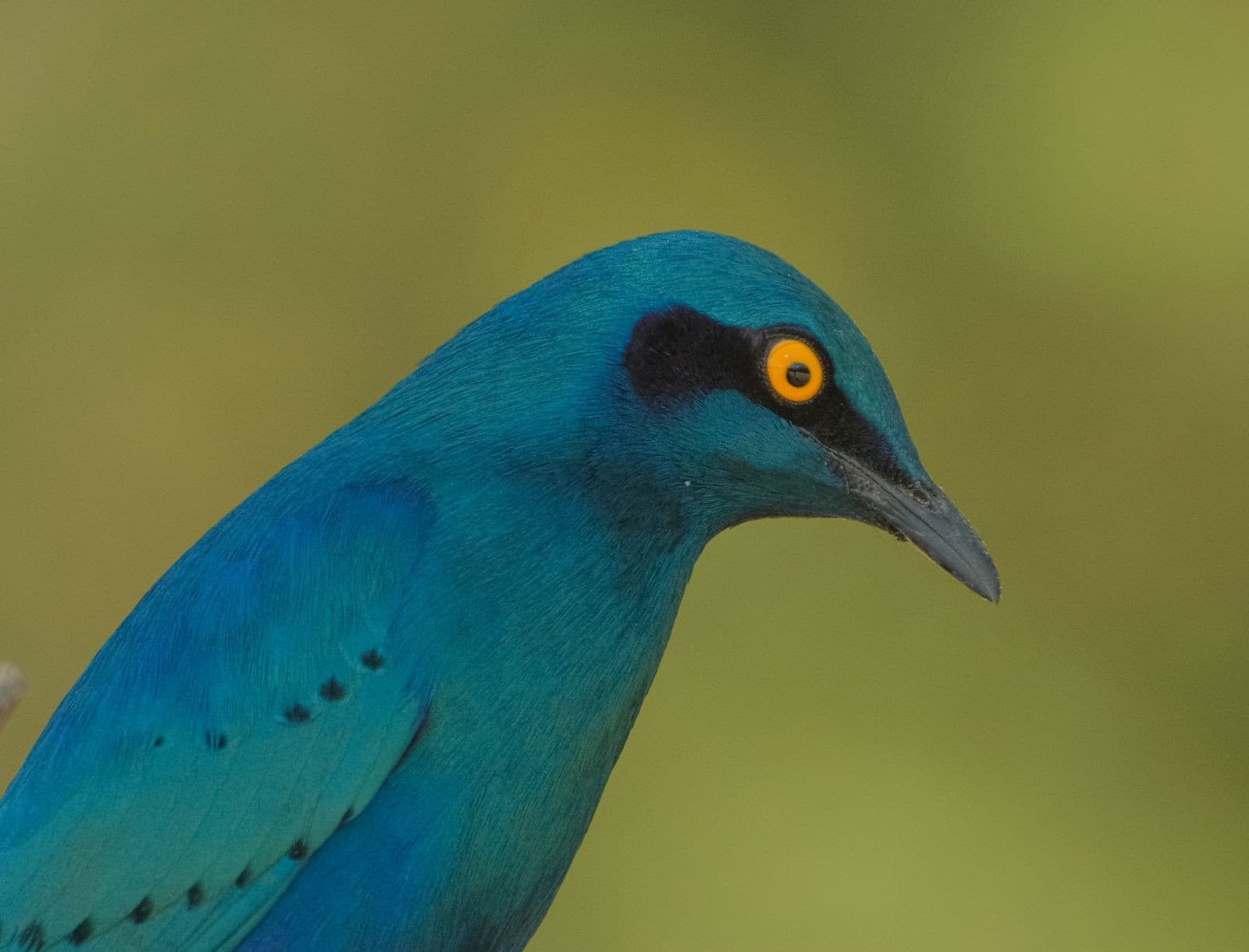 Close-up portrait of a vivid blue starling with a bright orange eye in the Okavango Delta