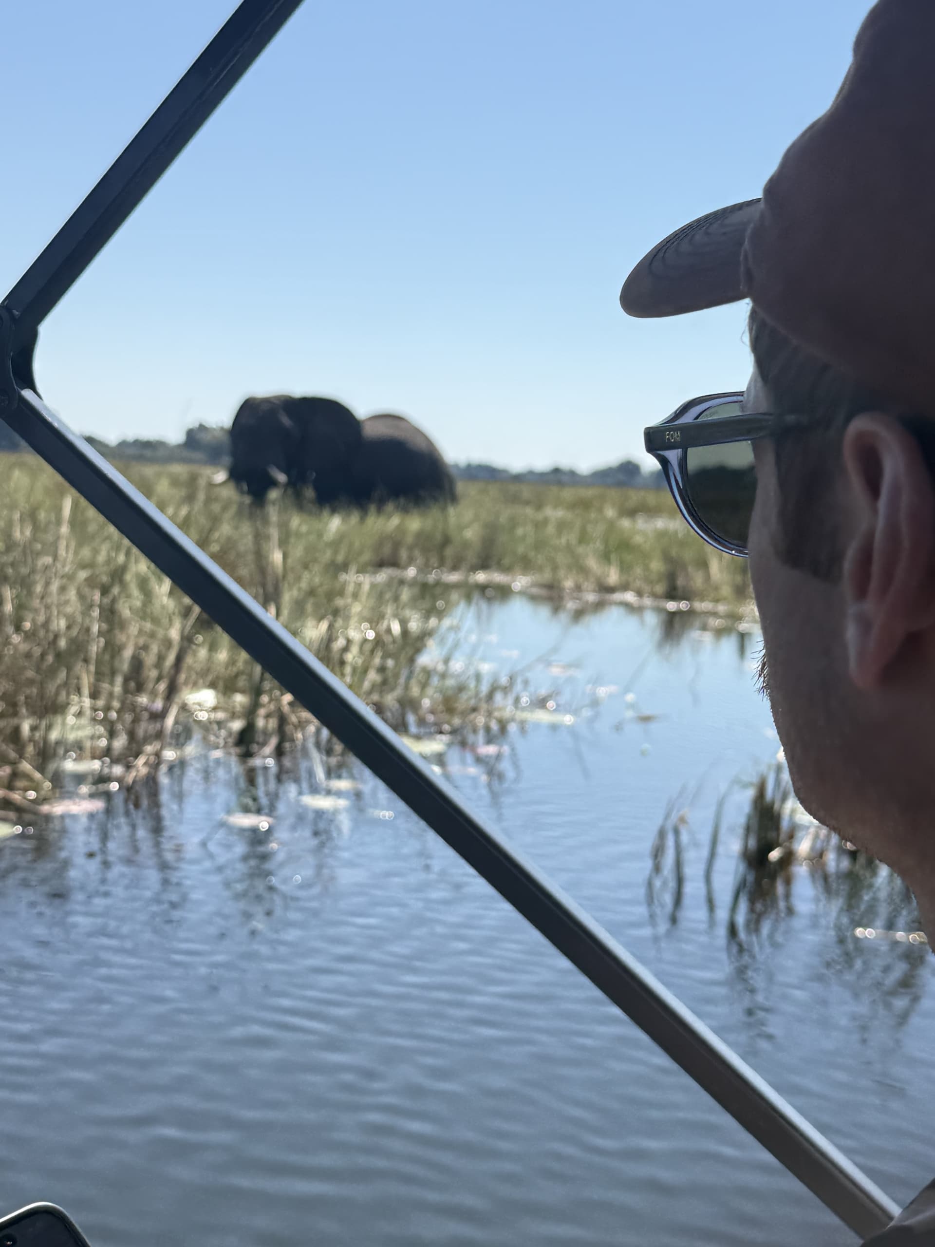 Guest looking out from a boat safari at elephants standing in the marsh grass on the Okavango Delta