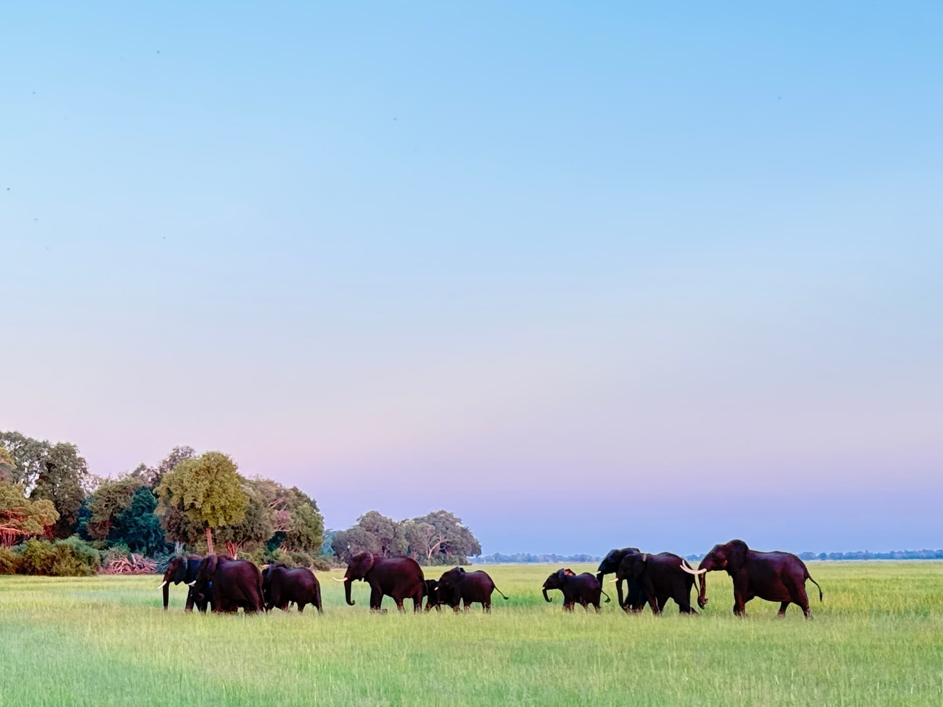 Dining outdoors at Samonyana while an elephant herd passes at dusk
