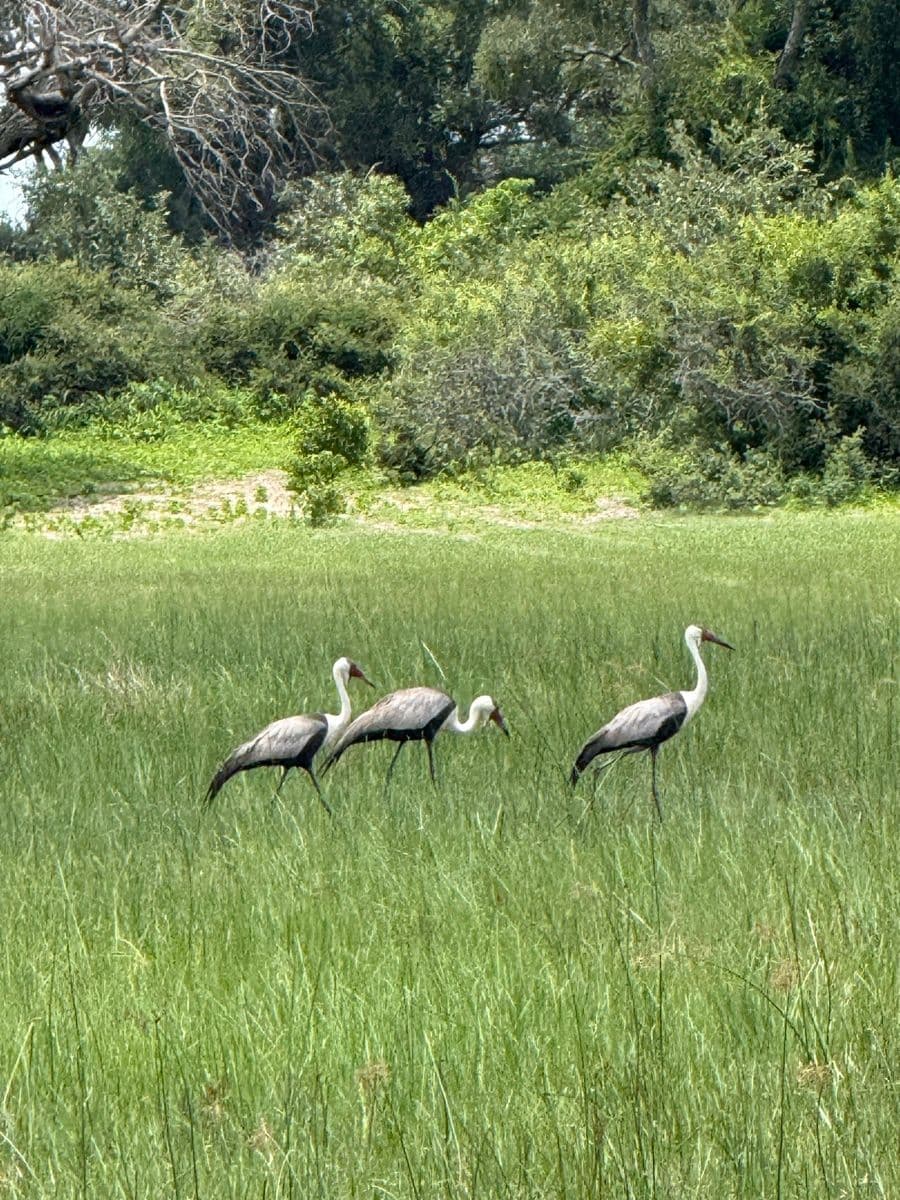 Wattled cranes wading through the lush delta grass at Samonyana Private Island
