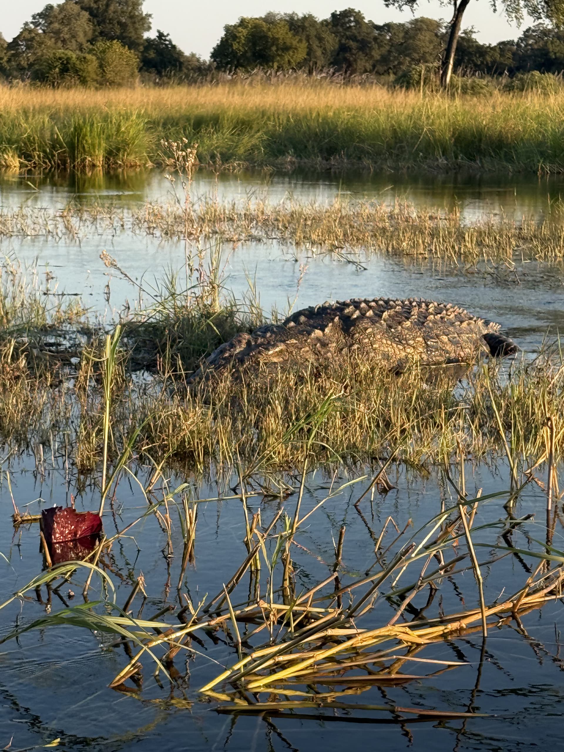 Crocodile resting at the water's edge among reeds in the Okavango Delta at golden hour.