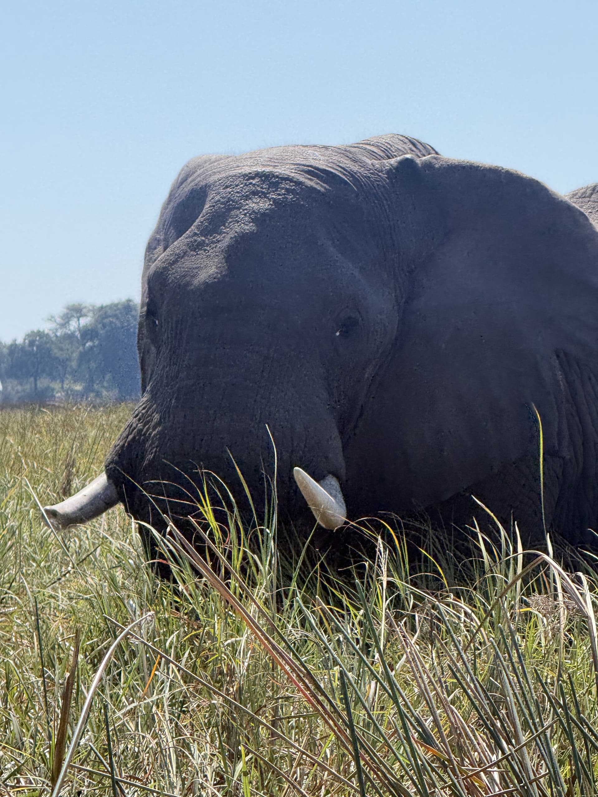 Close-up of an elephant's face and tusks emerging from tall grass in bright daylight in the Okavango Delta