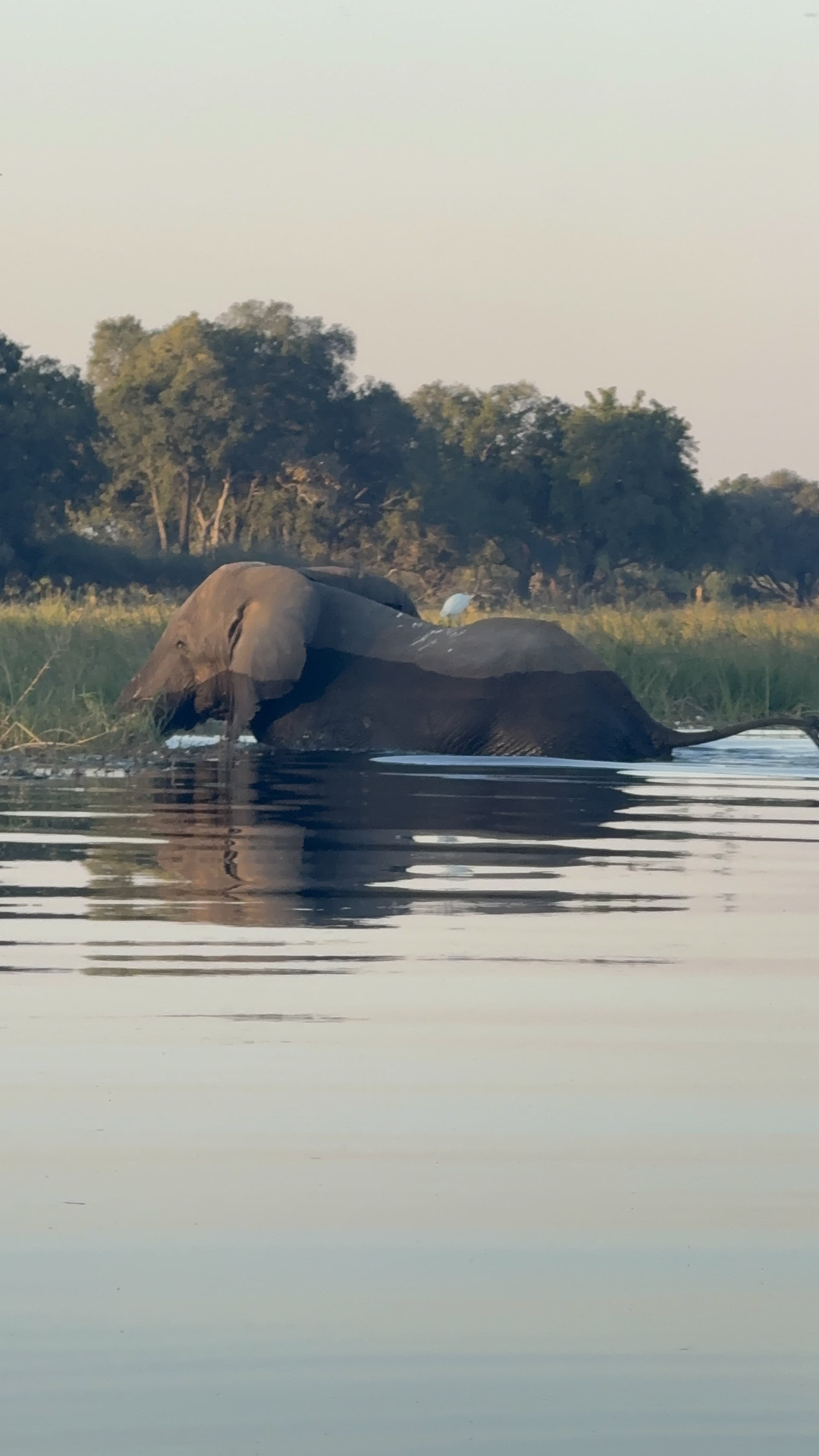 Elephant swimming across a calm channel with an egret perched on its back near Samonyana Private Island.