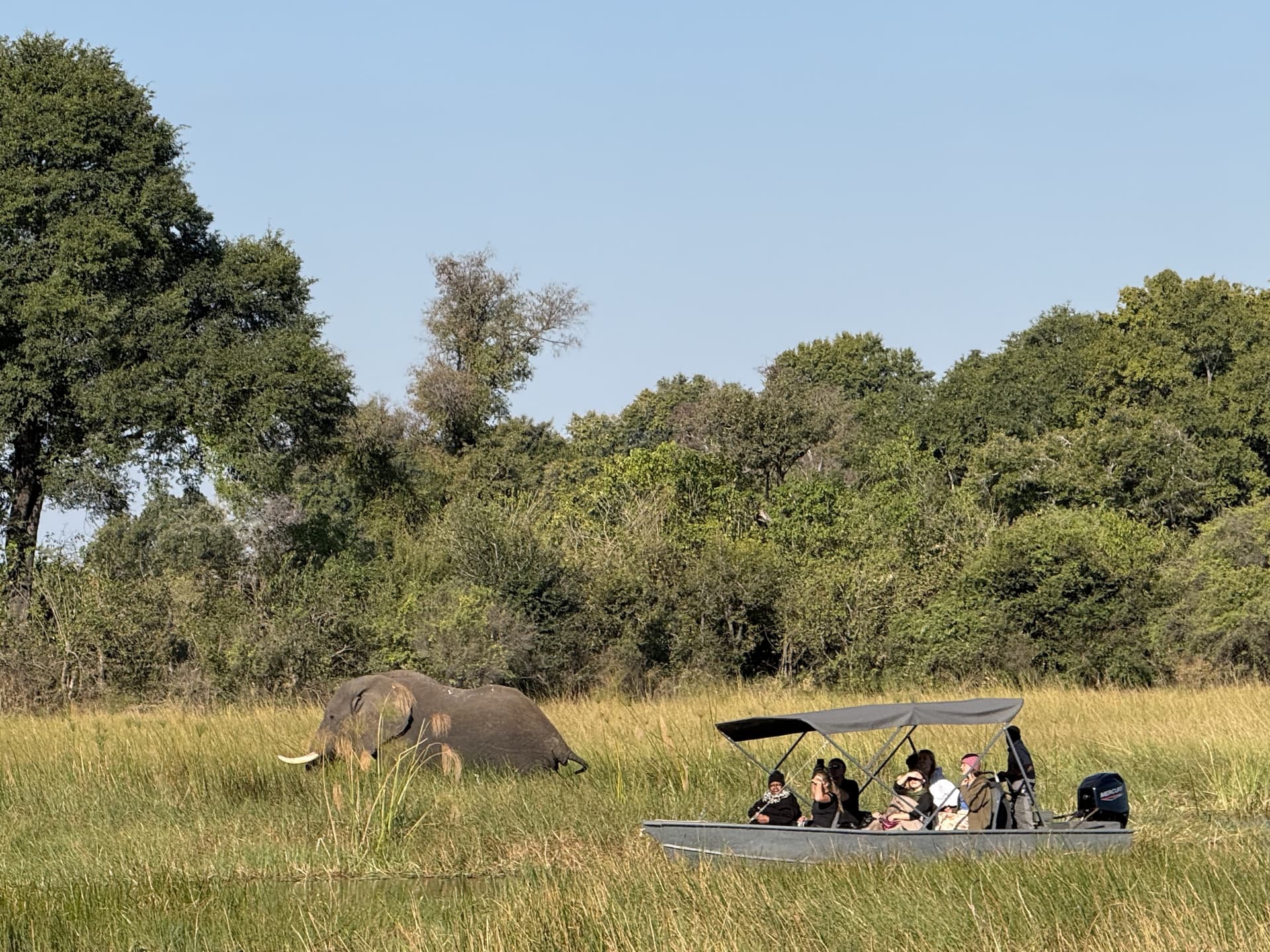 Elephant grazing in the floodplain grass as guests look on from a game-viewing boat at Samonyana Private Island.