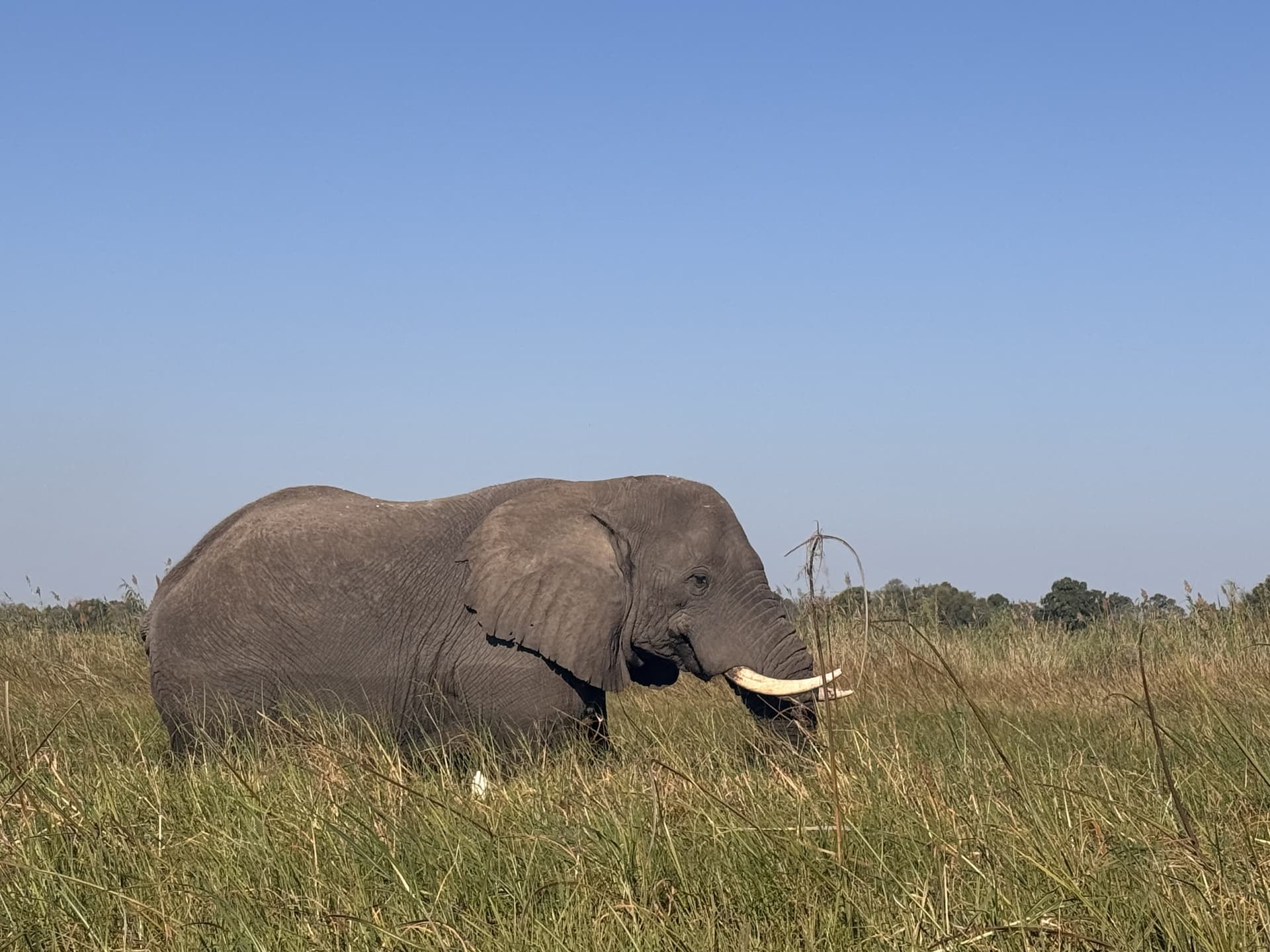 Elephant grazing in tall grass beneath a clear blue sky in the Okavango Delta