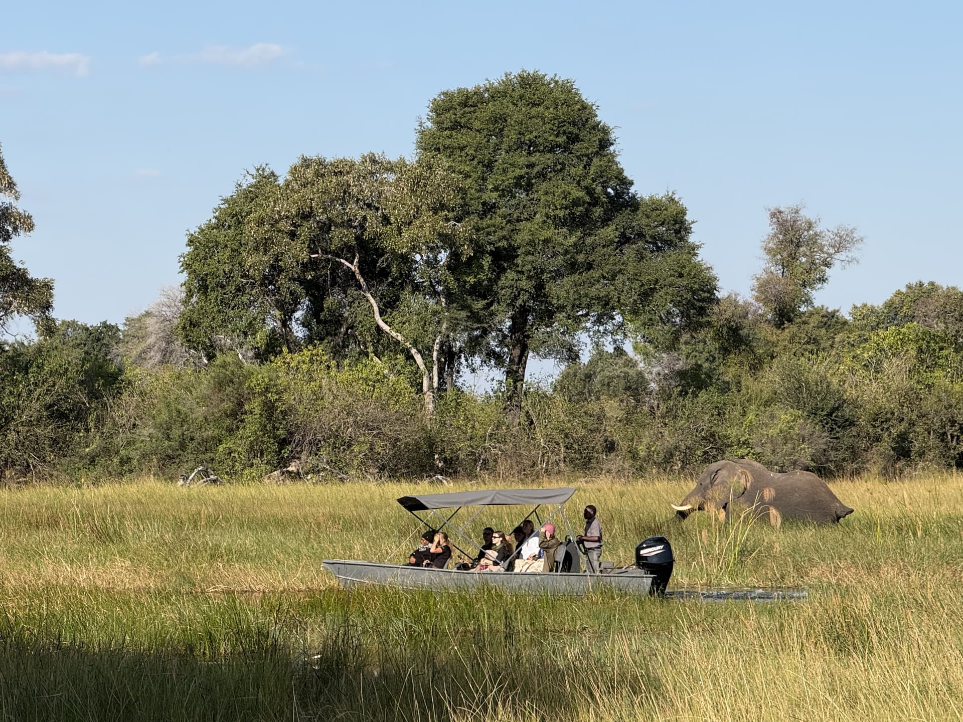 Elephant grazing beneath a large tree as a boat of guests approaches through the tall grass of the Okavango Delta.