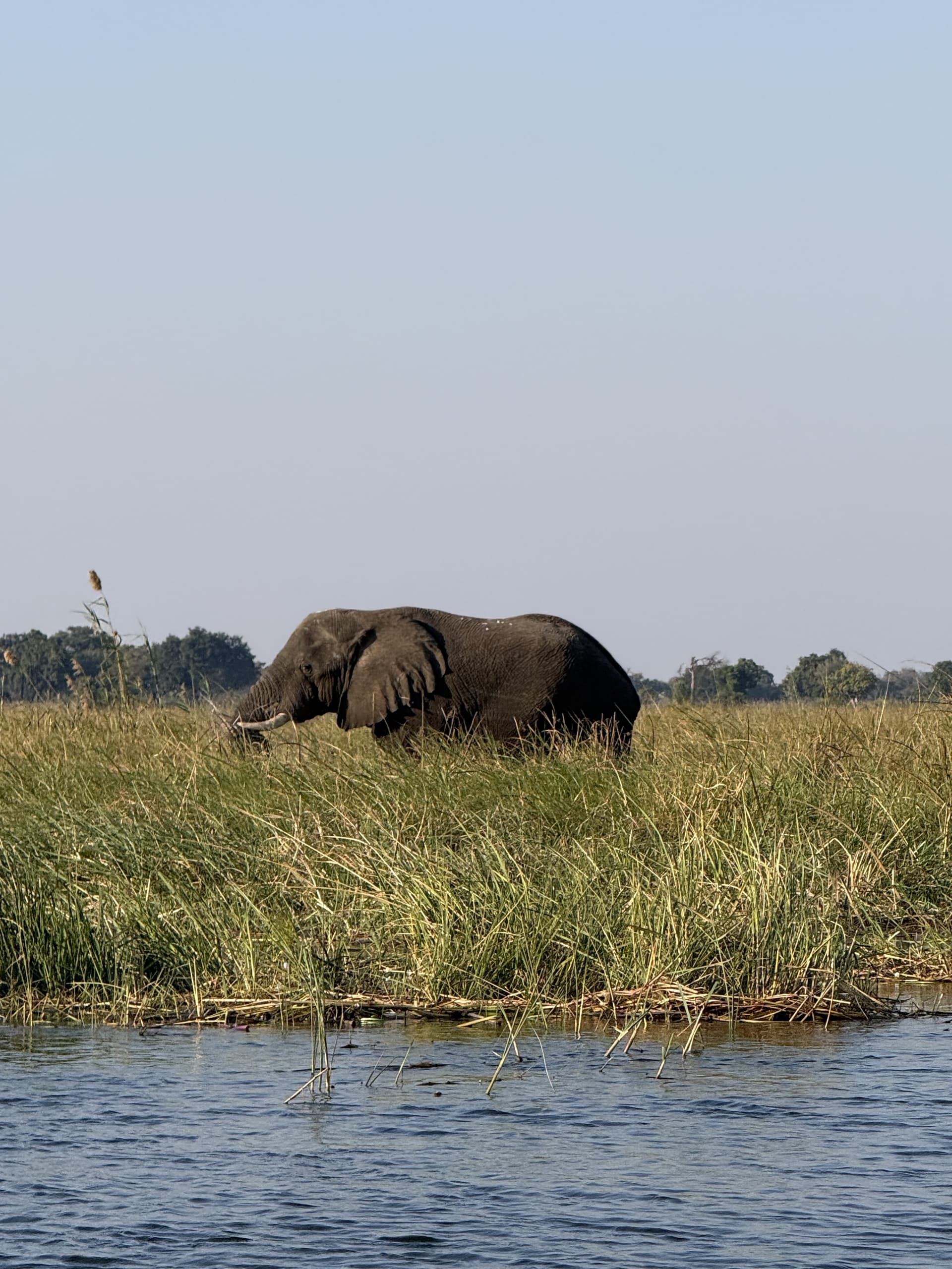 Elephant grazing in tall grass at the water's edge in the Okavango Delta