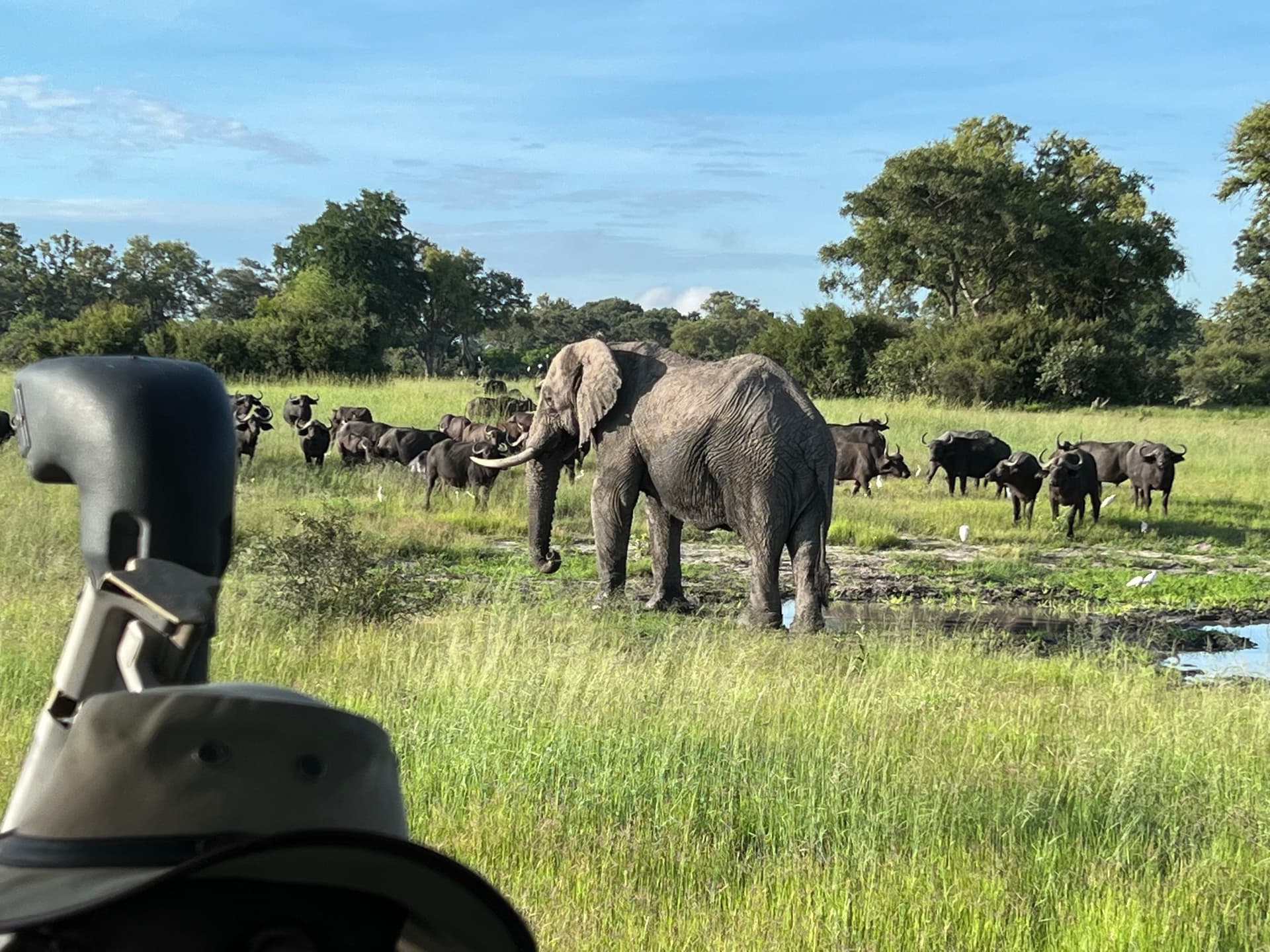 Large bull elephant with tusks walking through tall grass at Samonyana