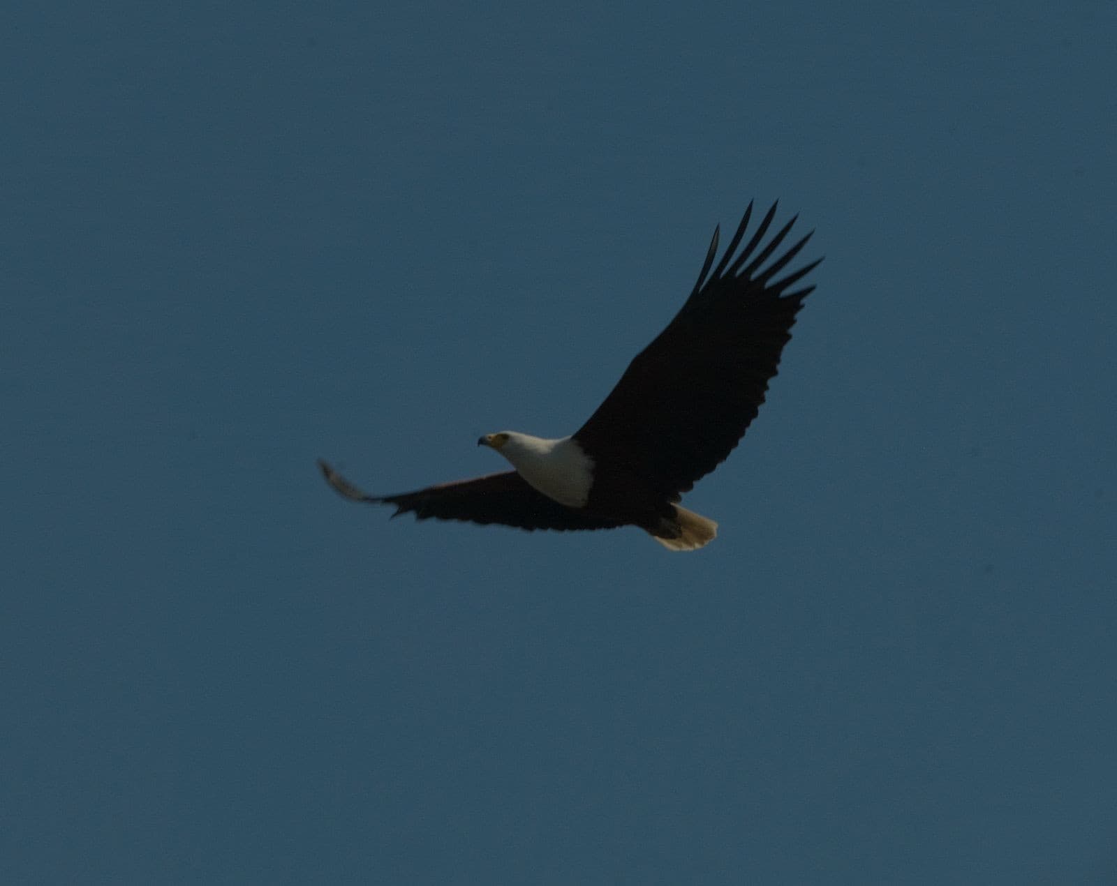 African fish eagle soaring with wings outstretched across a clear blue sky