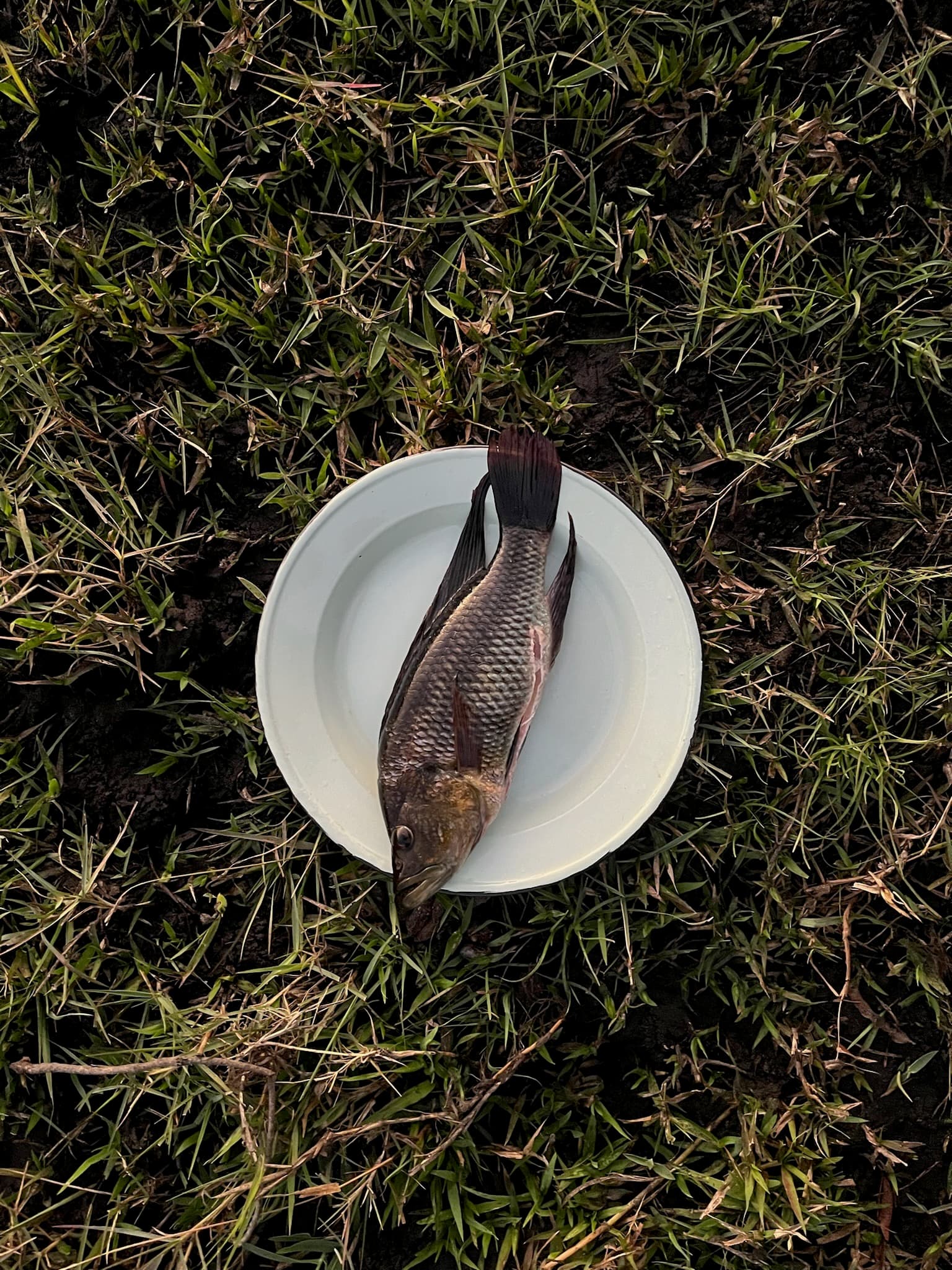 Fresh catch from the Okavango Delta — fishing and dinner at Samonyana Private Island