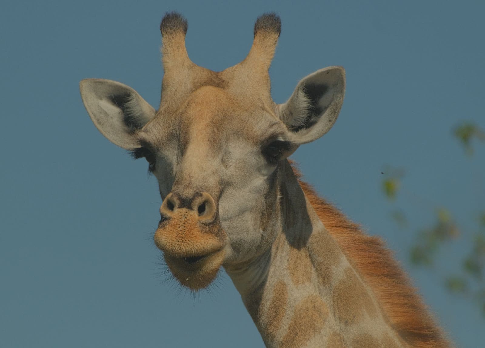 Close-up portrait of a giraffe's face against a clear blue sky