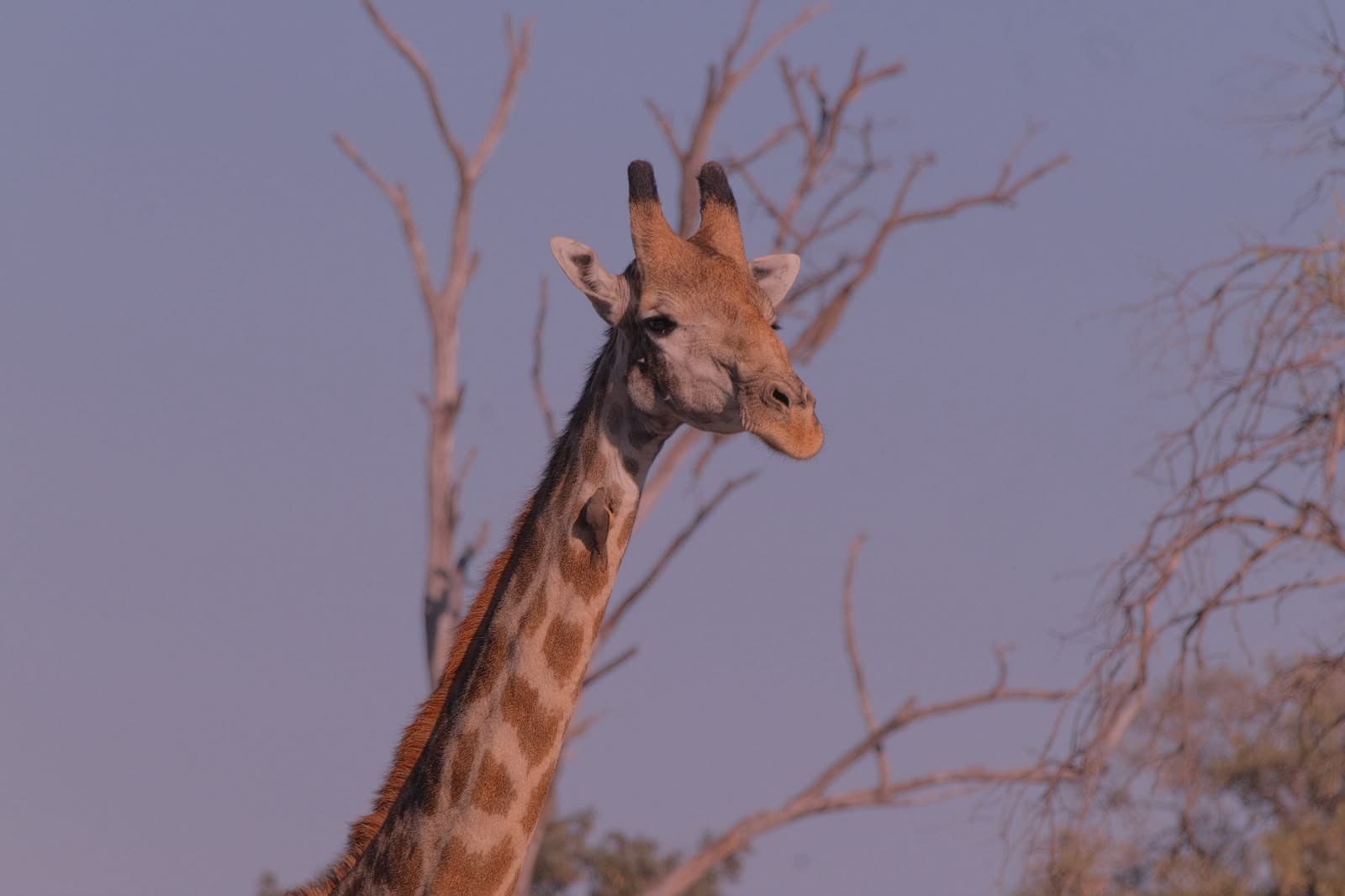 Close-up portrait of a giraffe silhouetted against a dusky sky in the Okavango Delta