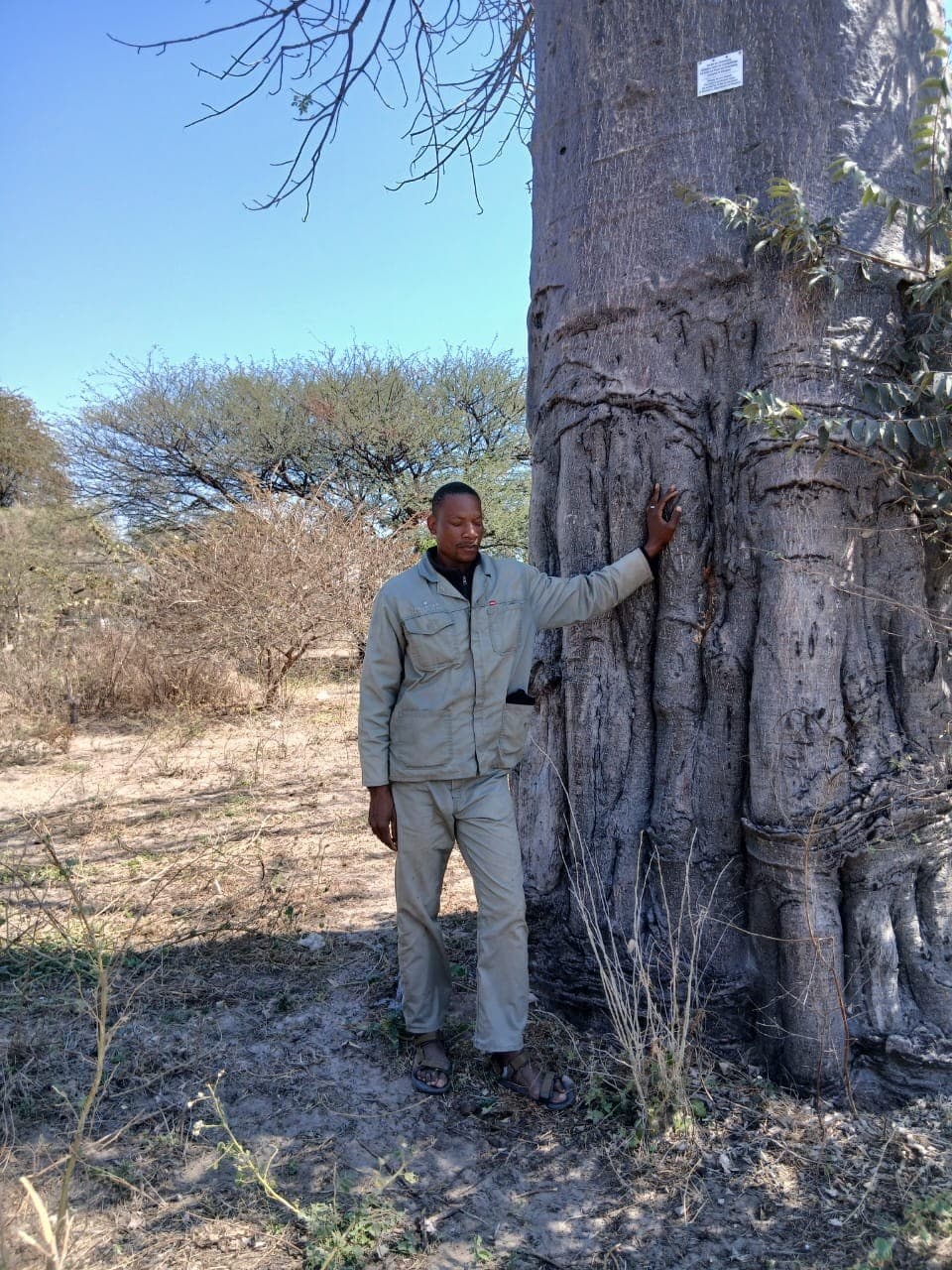 Guide examining the ringbark scars on the trunk of a giant baobab tree during a bush walk