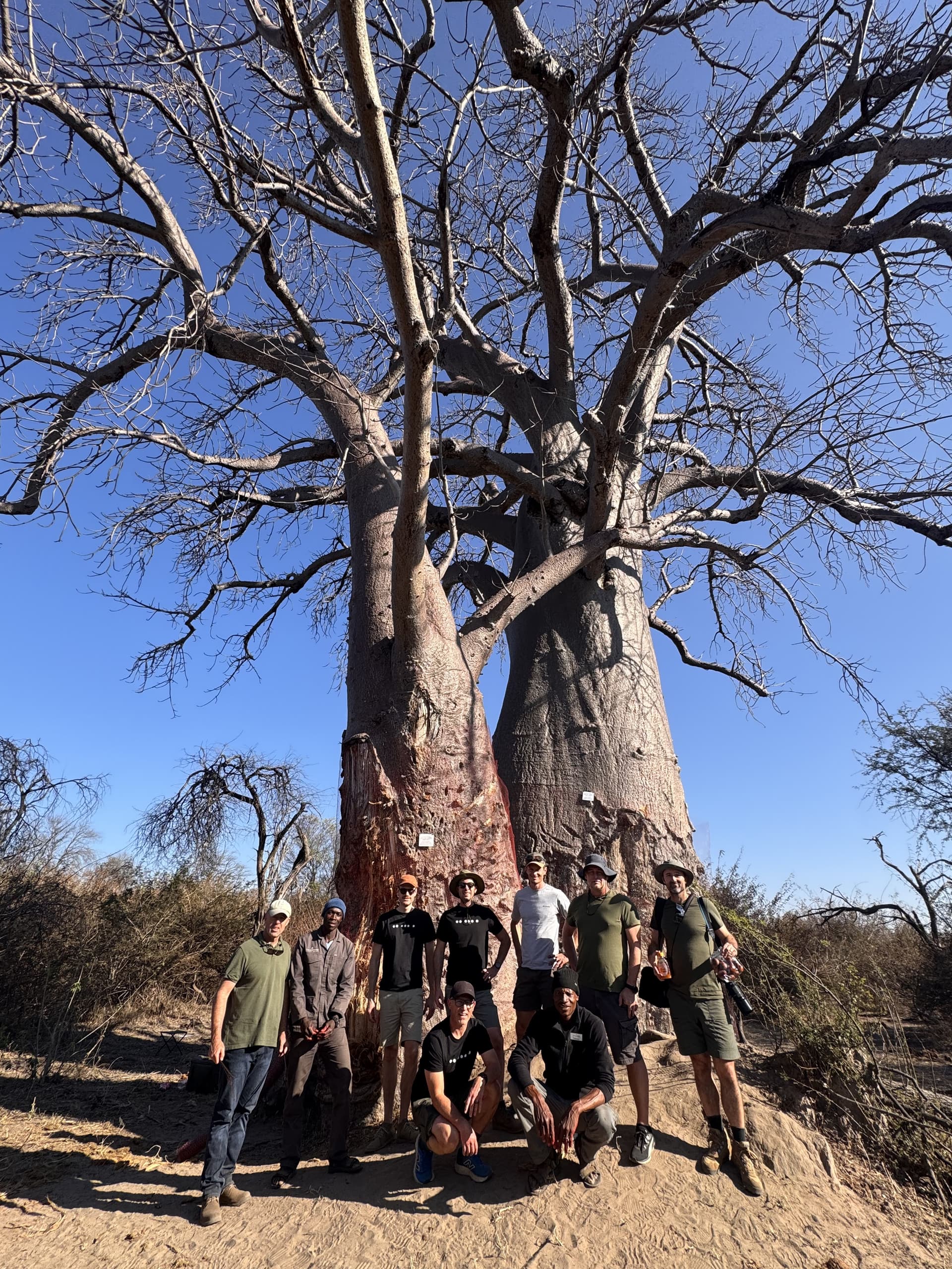 Group of guides pausing for a photo beneath towering baobab trees in the Okavango Delta.