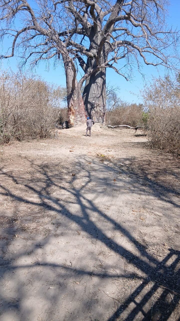 Guide walking along a sandy bush path toward a towering baobab tree during a guided walk