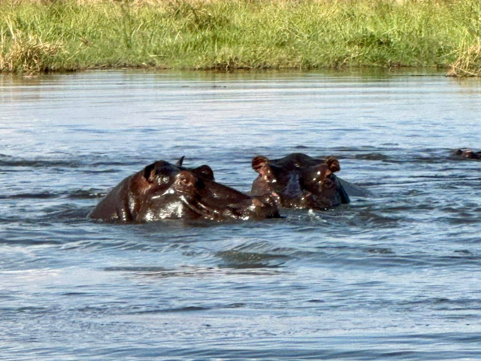 Hippos basking on the banks of the Okavango Delta at Samonyana Island