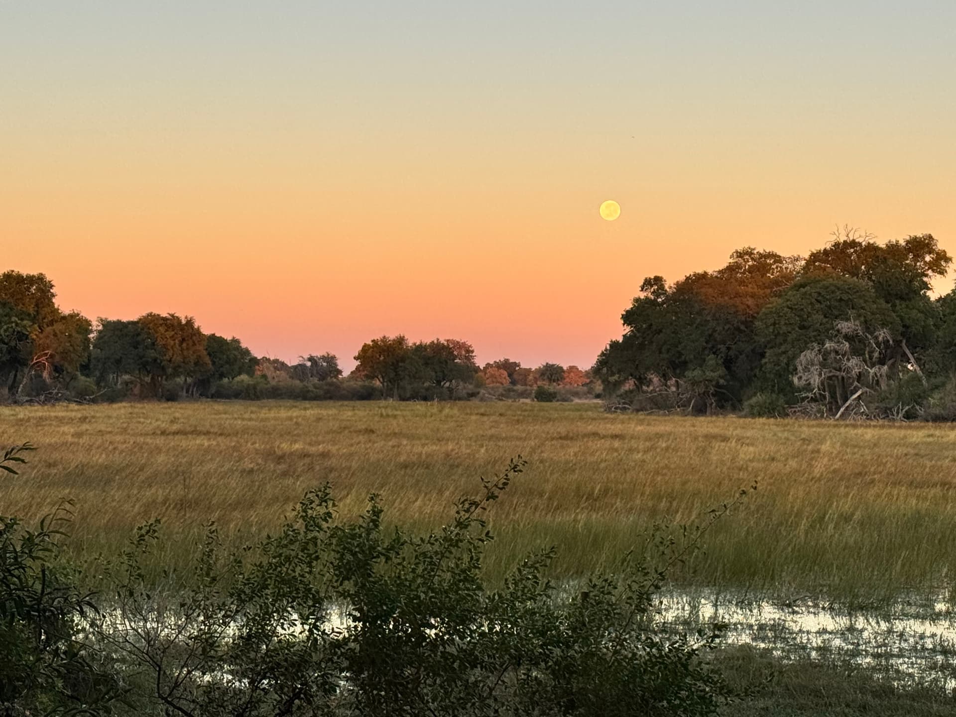 Sandy island track winding through delta woodland at dusk — Samonyana Private Island
