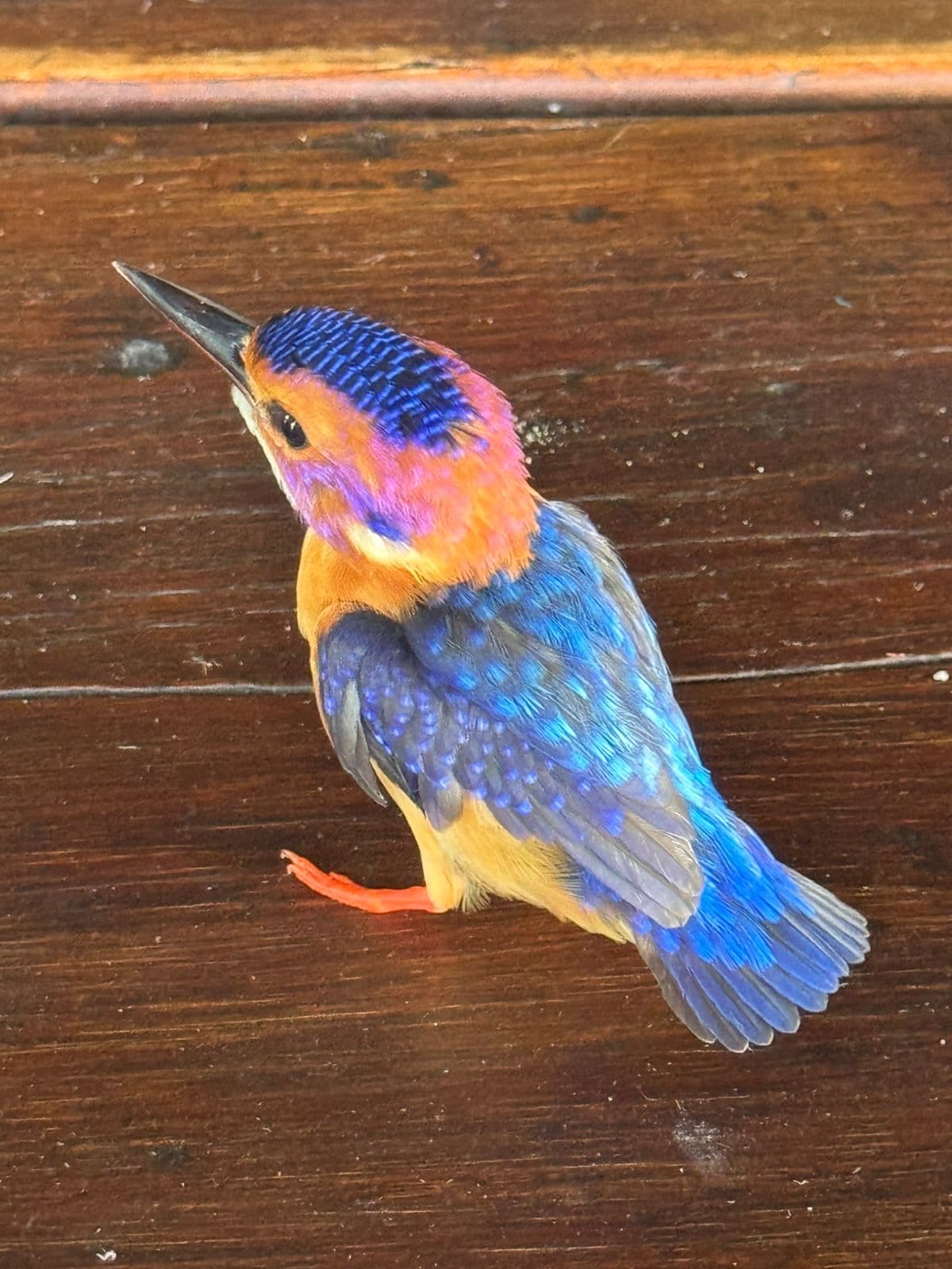 Pygmy kingfisher perched in vivid colour on the Okavango Delta