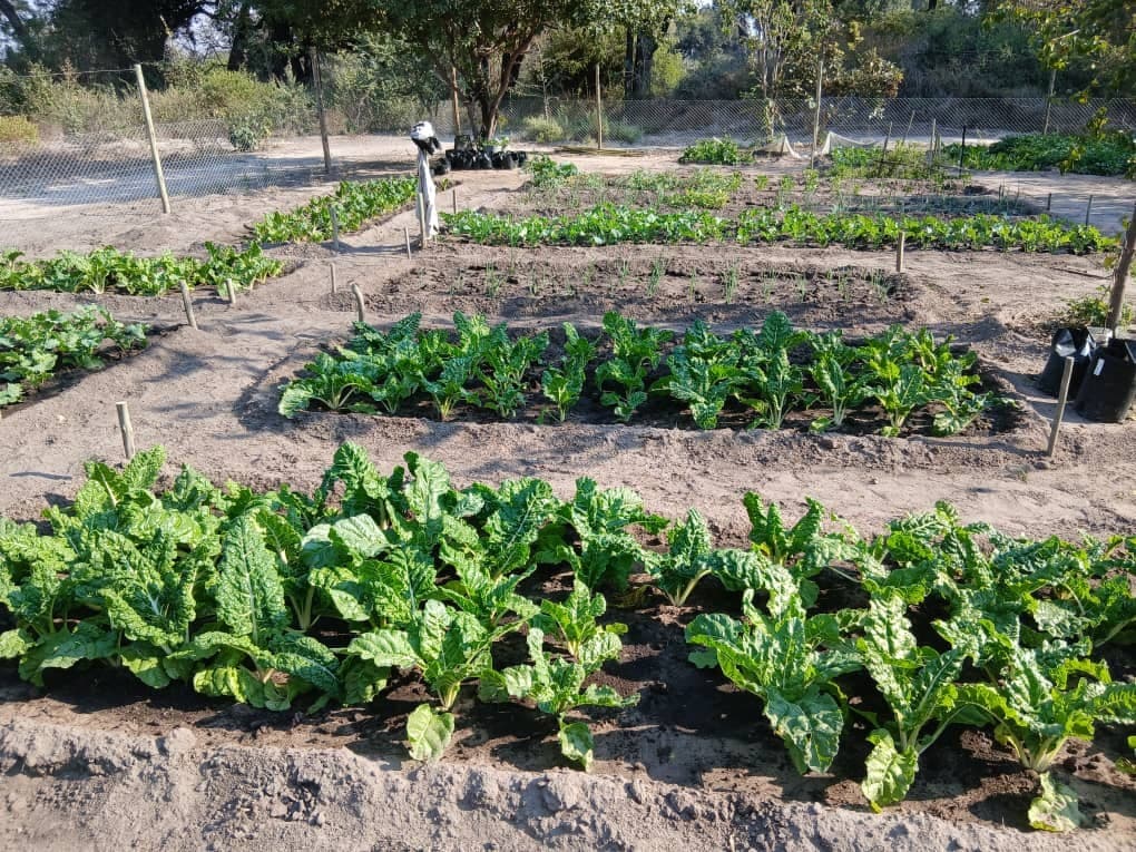 Rows of fresh green vegetables growing in neat beds at the lodge's kitchen garden at Samonyana