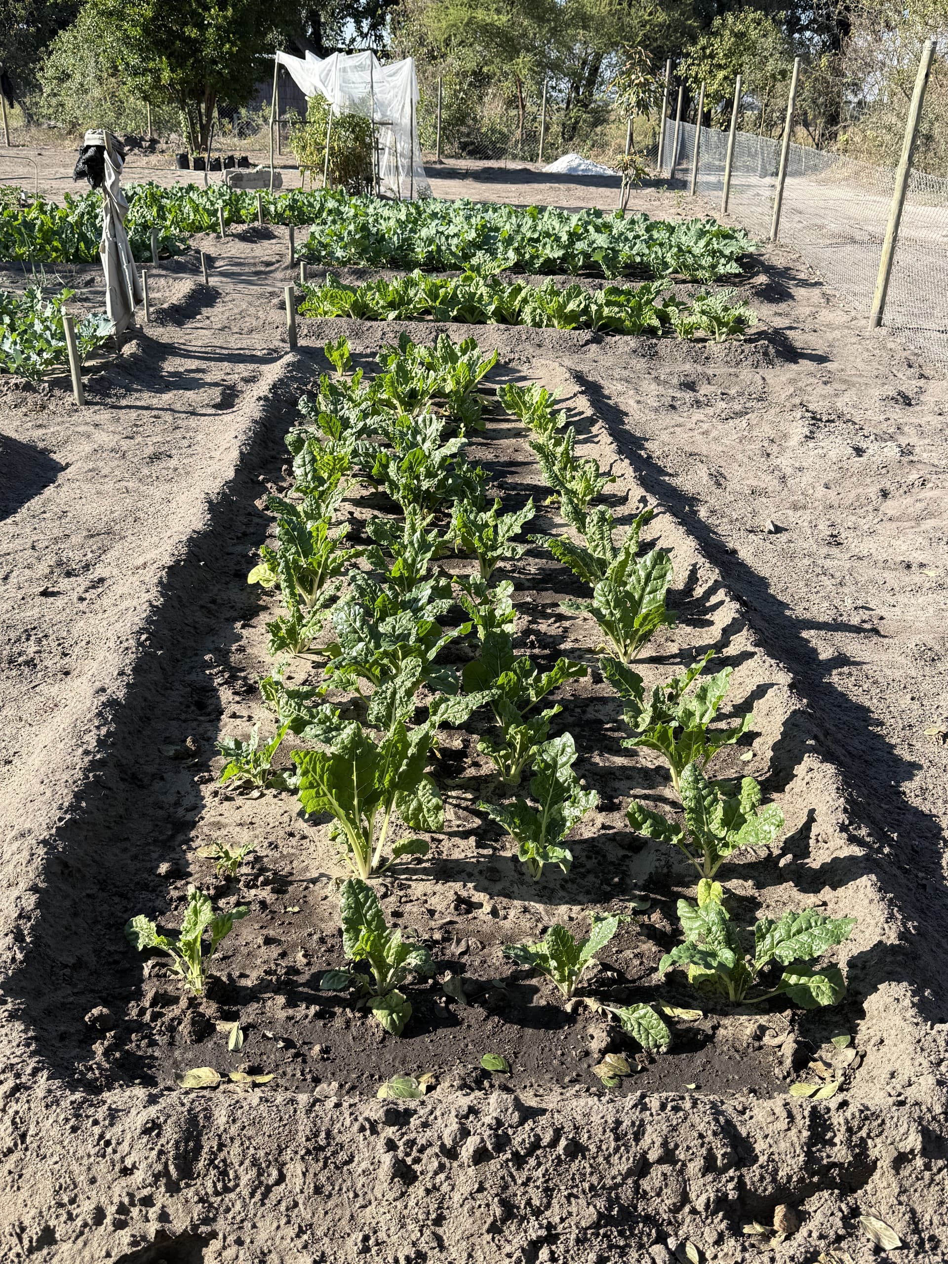 Rows of leafy vegetables growing in Samonyana's kitchen garden.