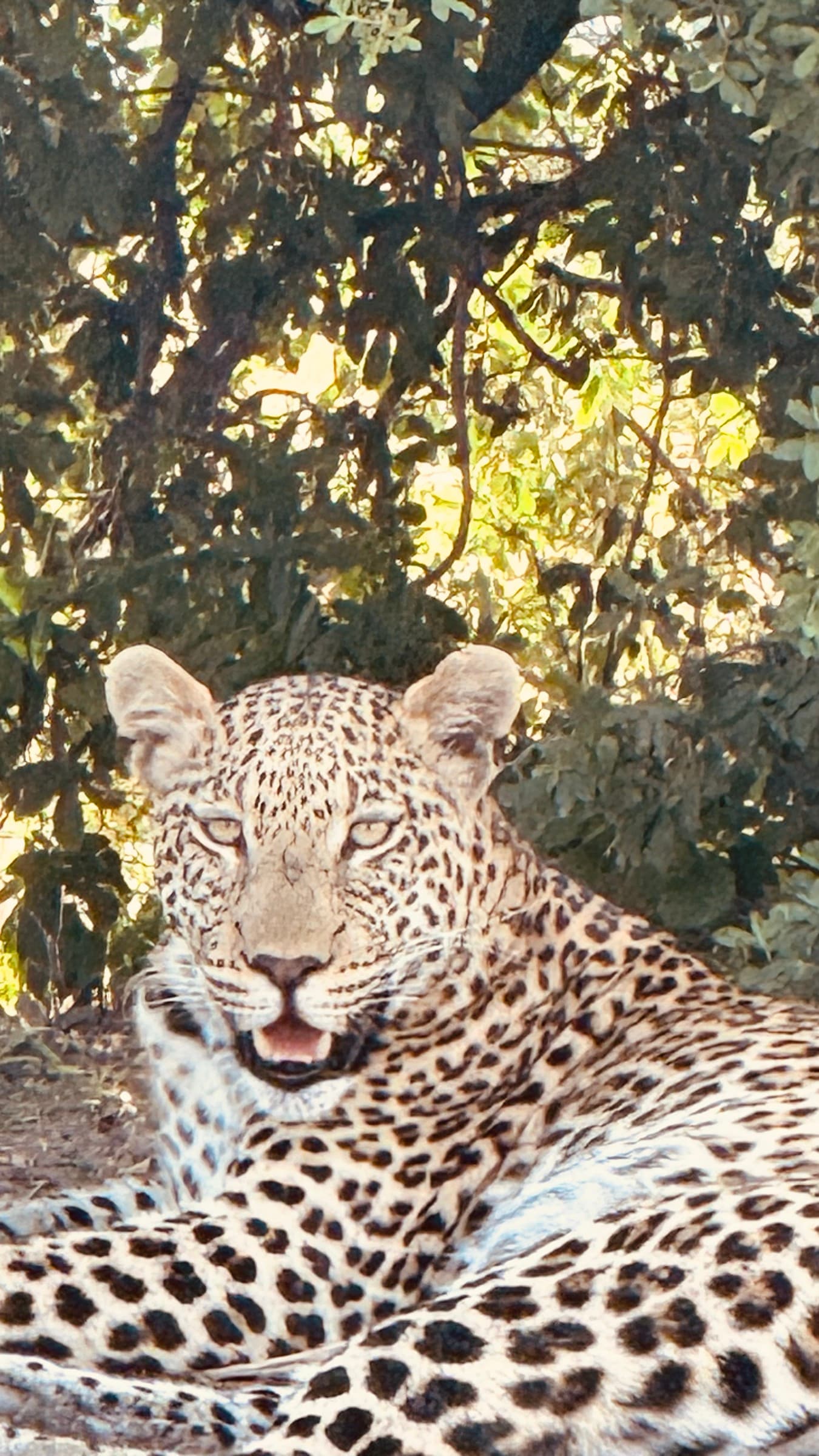 Leopard portrait — intense gaze in natural light, Okavango Delta