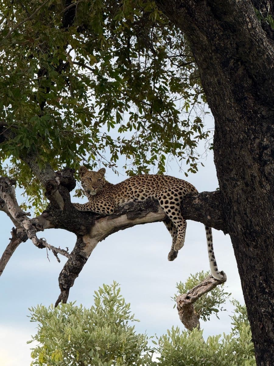 Leopard resting in the branches of a tree in the Okavango Delta