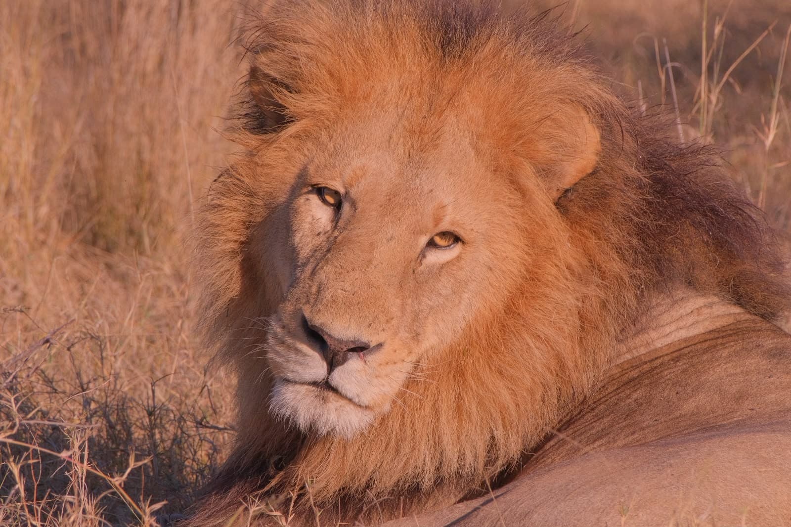 Close-up of a male lion resting in golden evening light in the Okavango Delta.