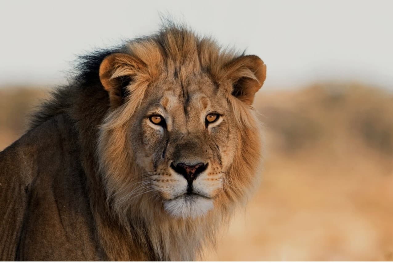 Close-up portrait of a male lion's face in the Okavango Delta.