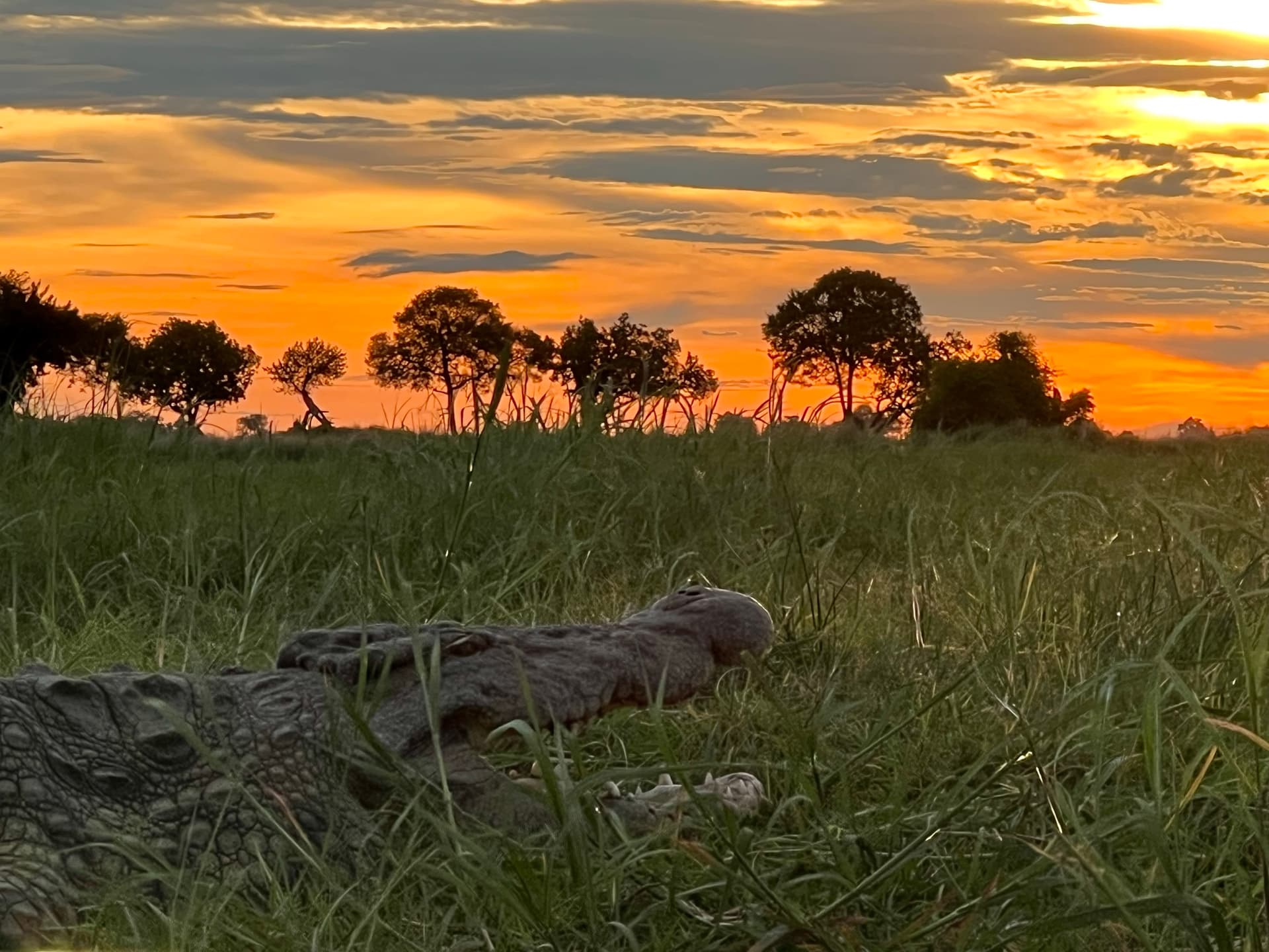 Male lion resting in the shade of the delta grasslands near Samonyana