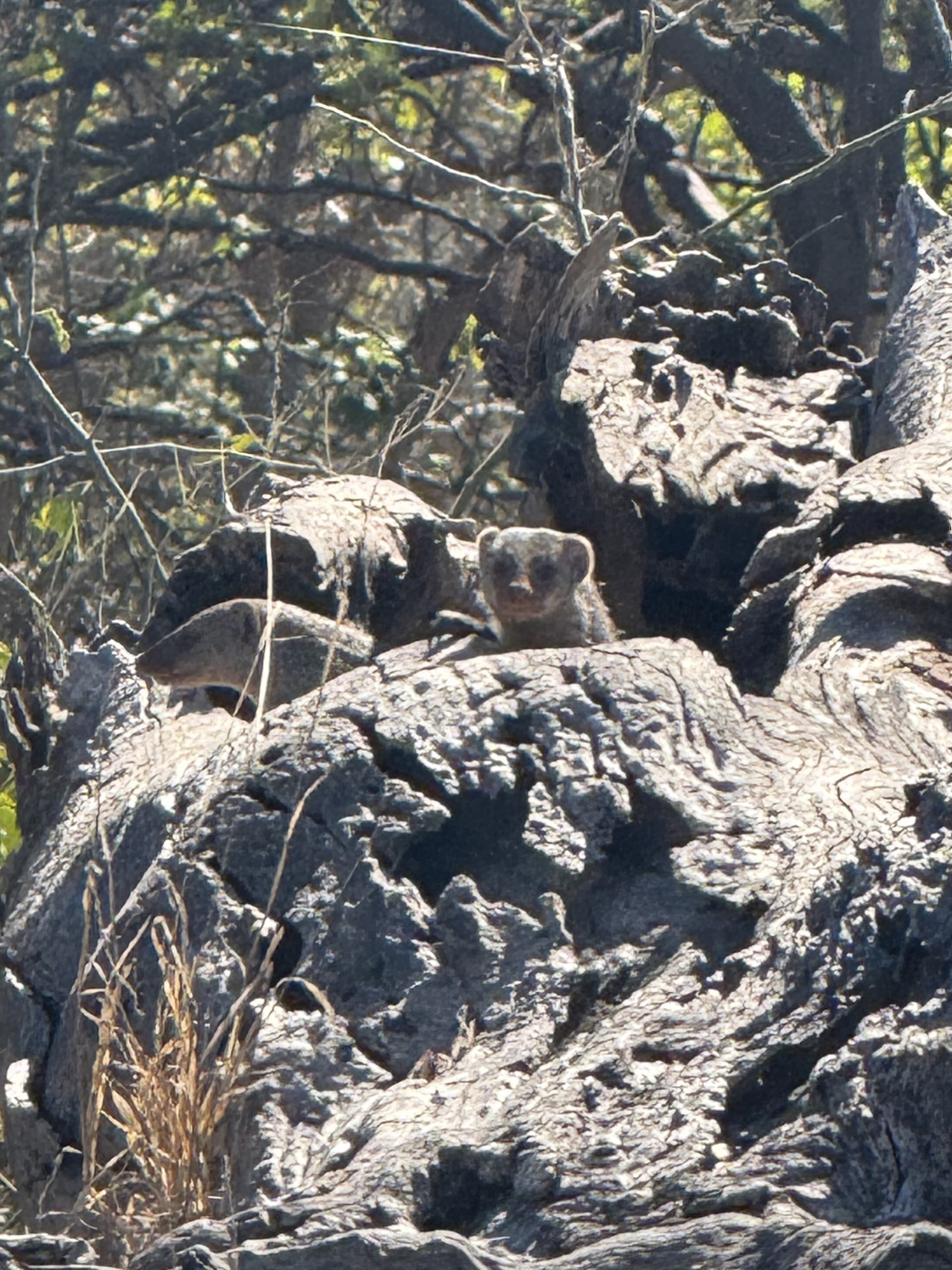 A mongoose peers out from a weathered termite mound in the Okavango Delta at Samonyana.