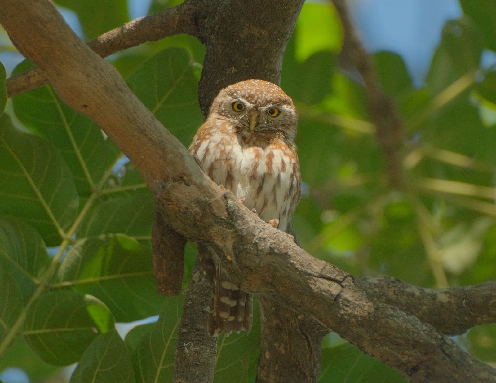 Pearl-spotted owlet perched on a branch amid green foliage in the Okavango Delta